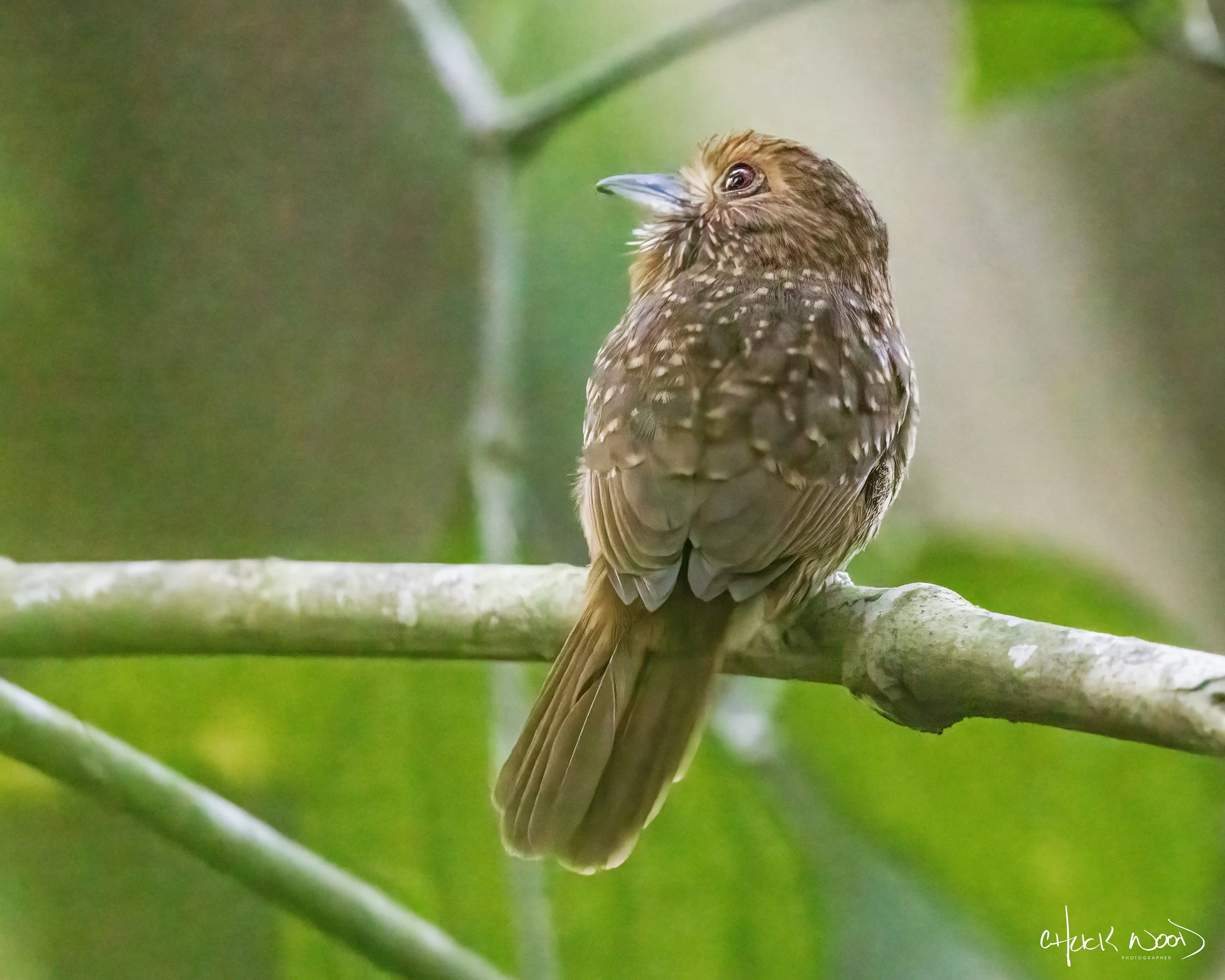  Carara NP, Costa Rica 2023 