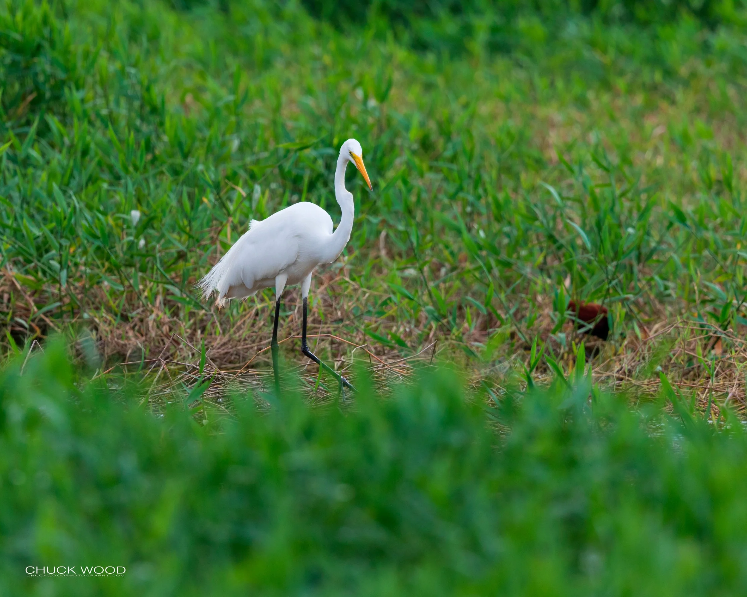  Embalse Angostura, Costa Rica 2020 