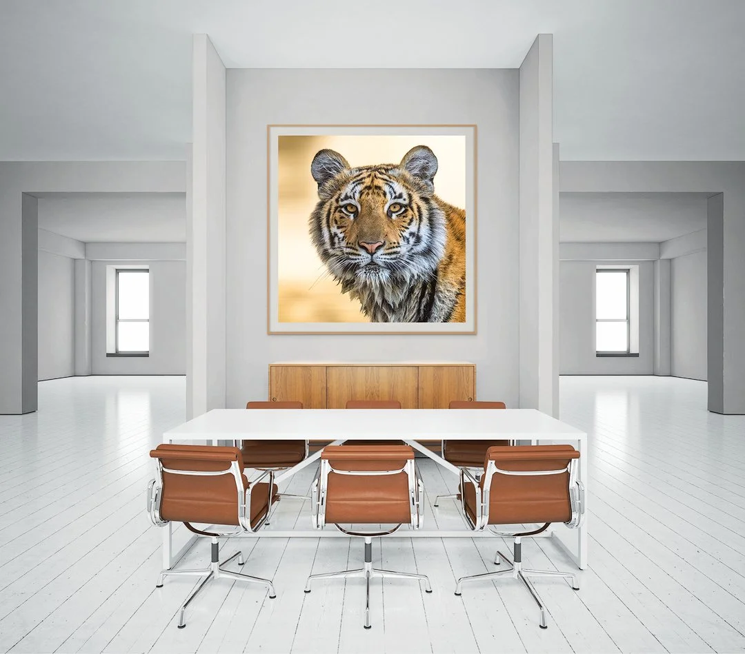 CW00372-Tiger-Portrait-1080-office.jpg