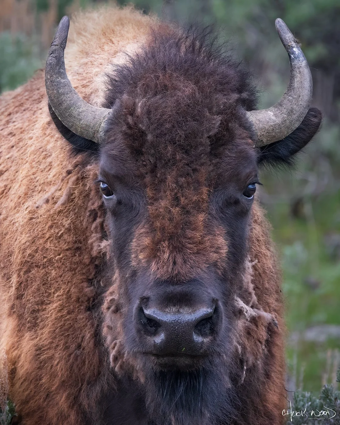CW00449-Yellowstone-Bison-2-2025-1080-sig.jpg