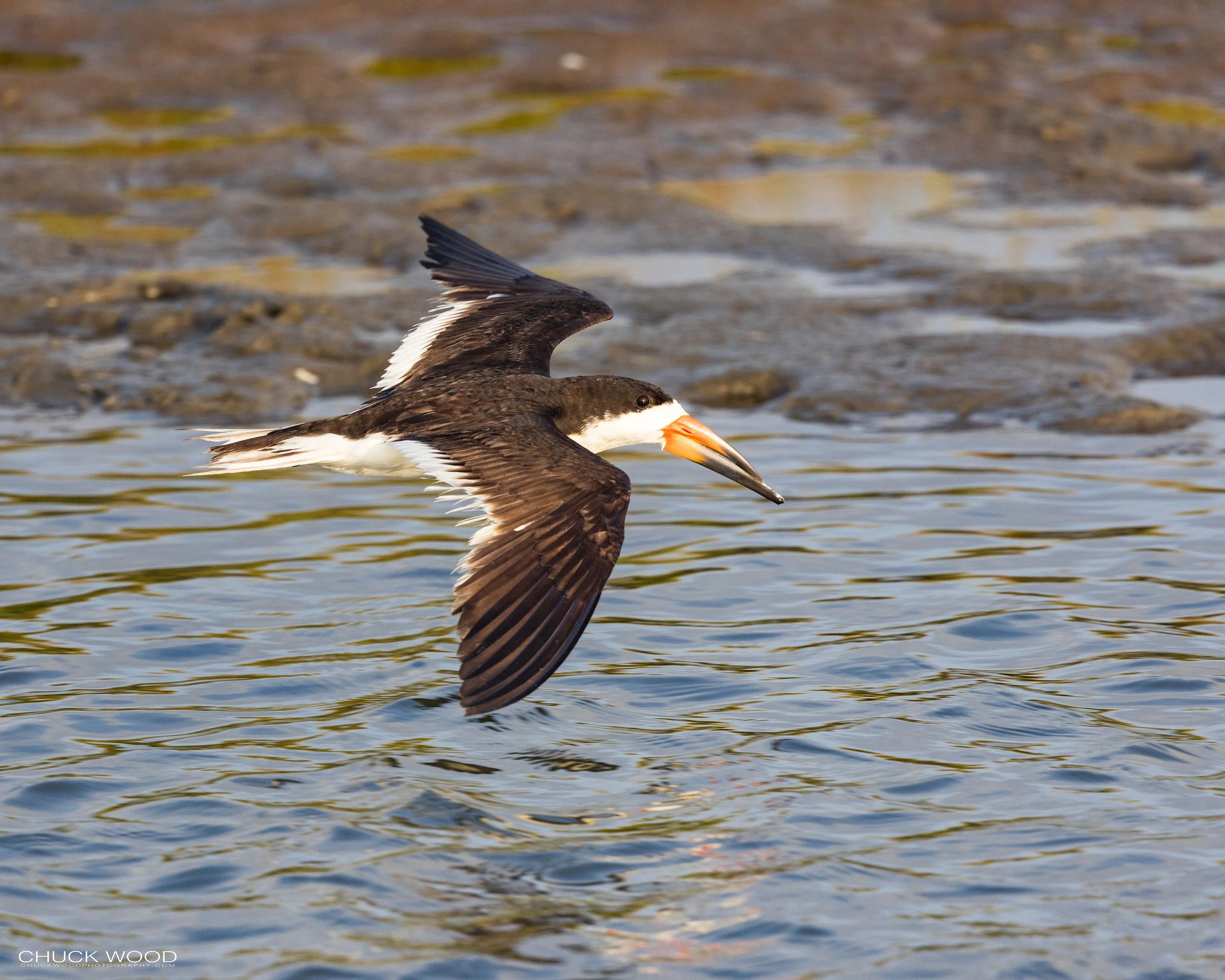  Forsythe NWR, NJ 2022 