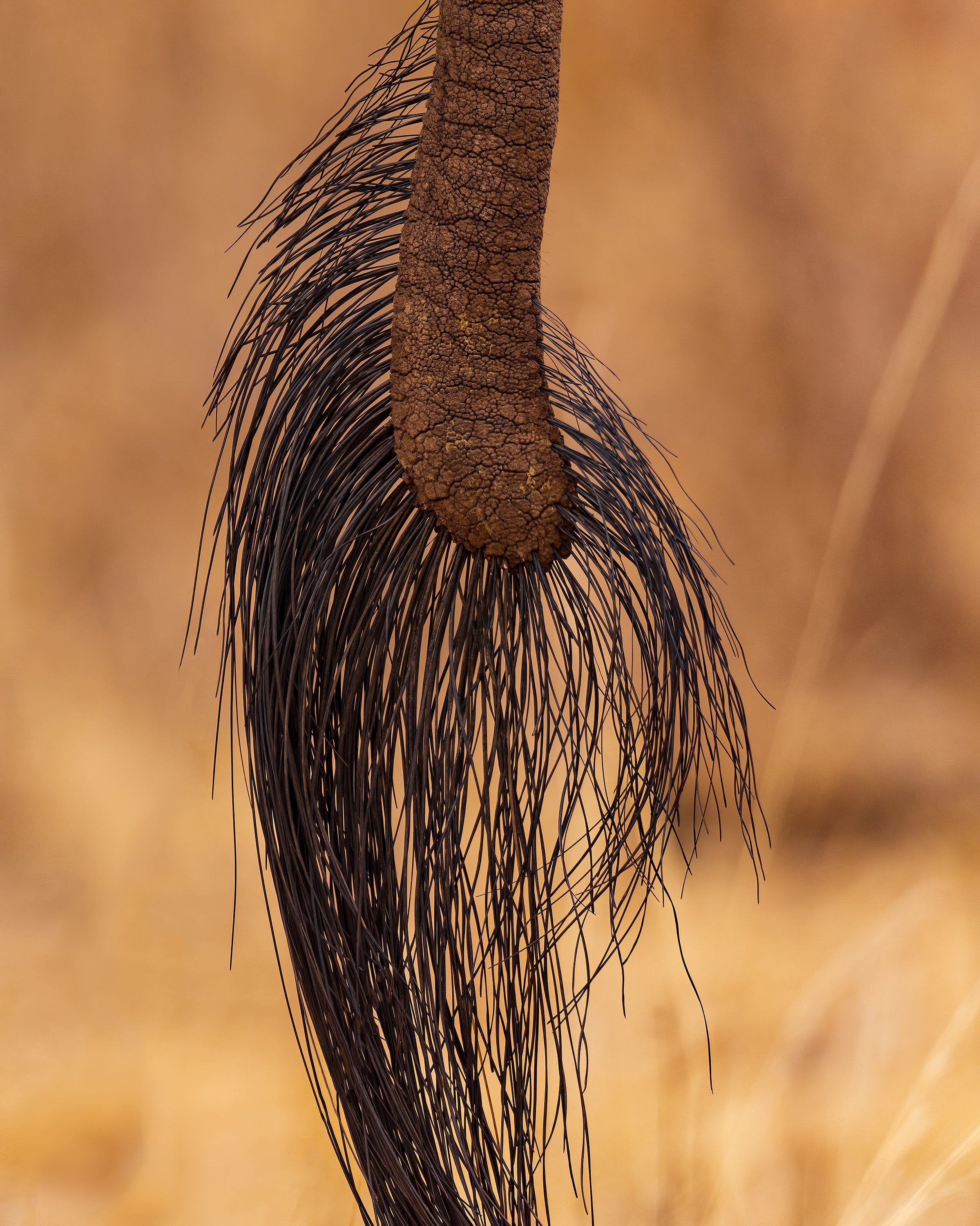 CW00007 Elephant-Tail-Tarangire-2021-3000.jpg