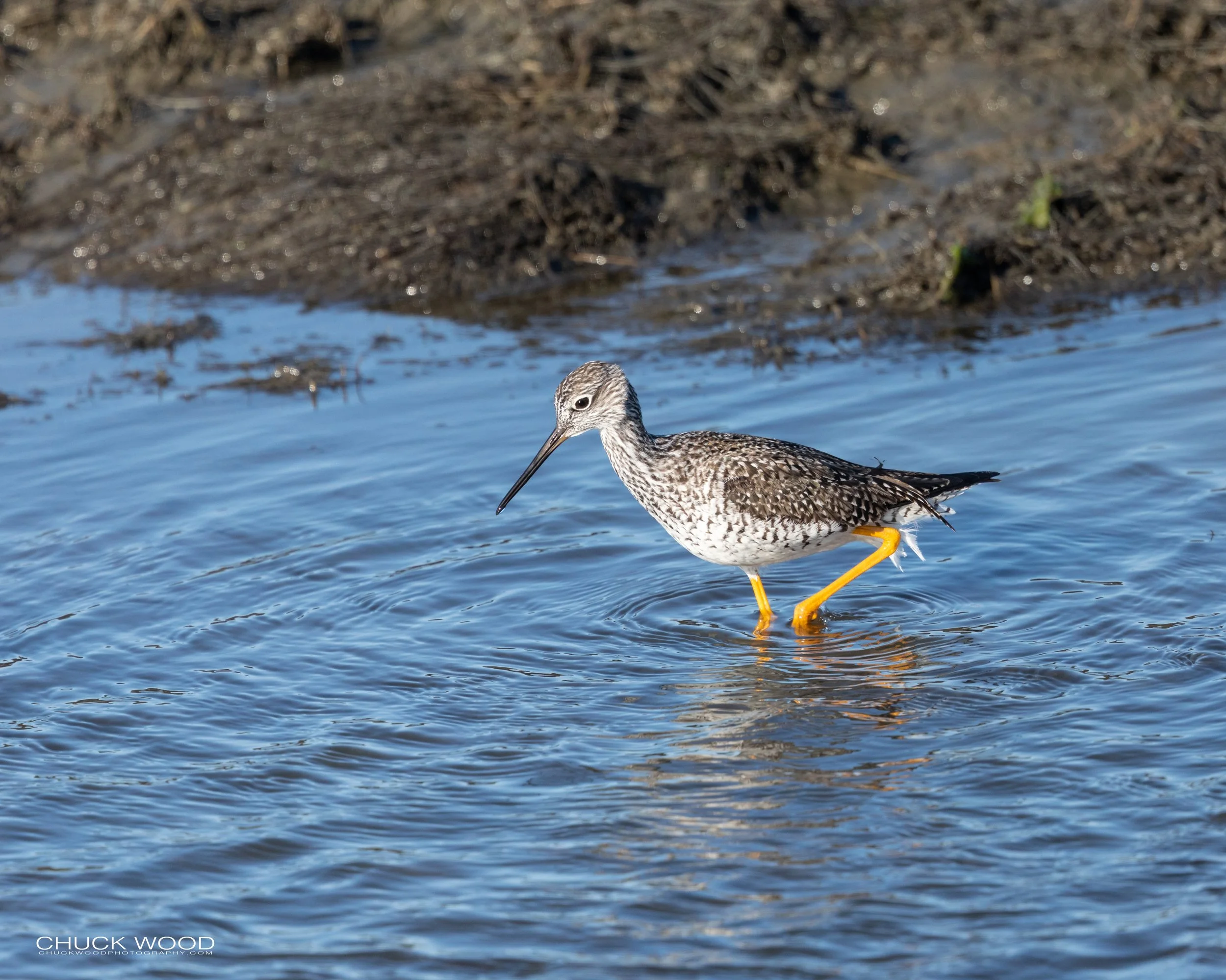  Forsythe NWR, NJ 2020 