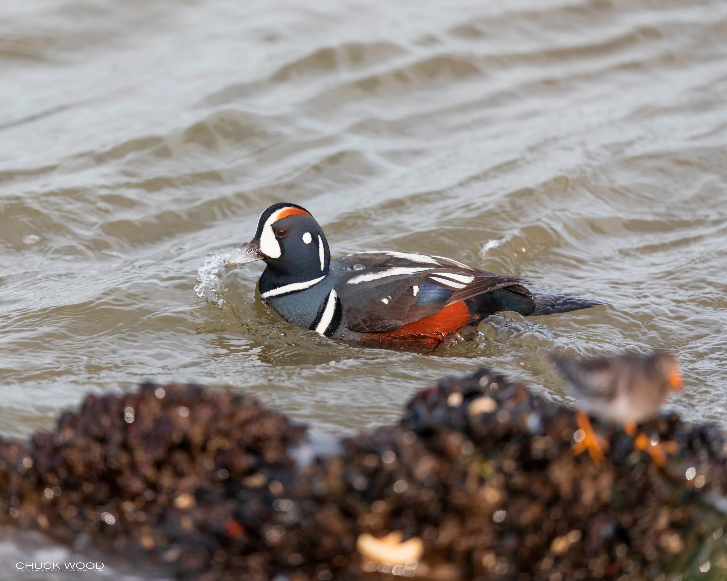  Barnegat Lighthouse, NJ 2020 