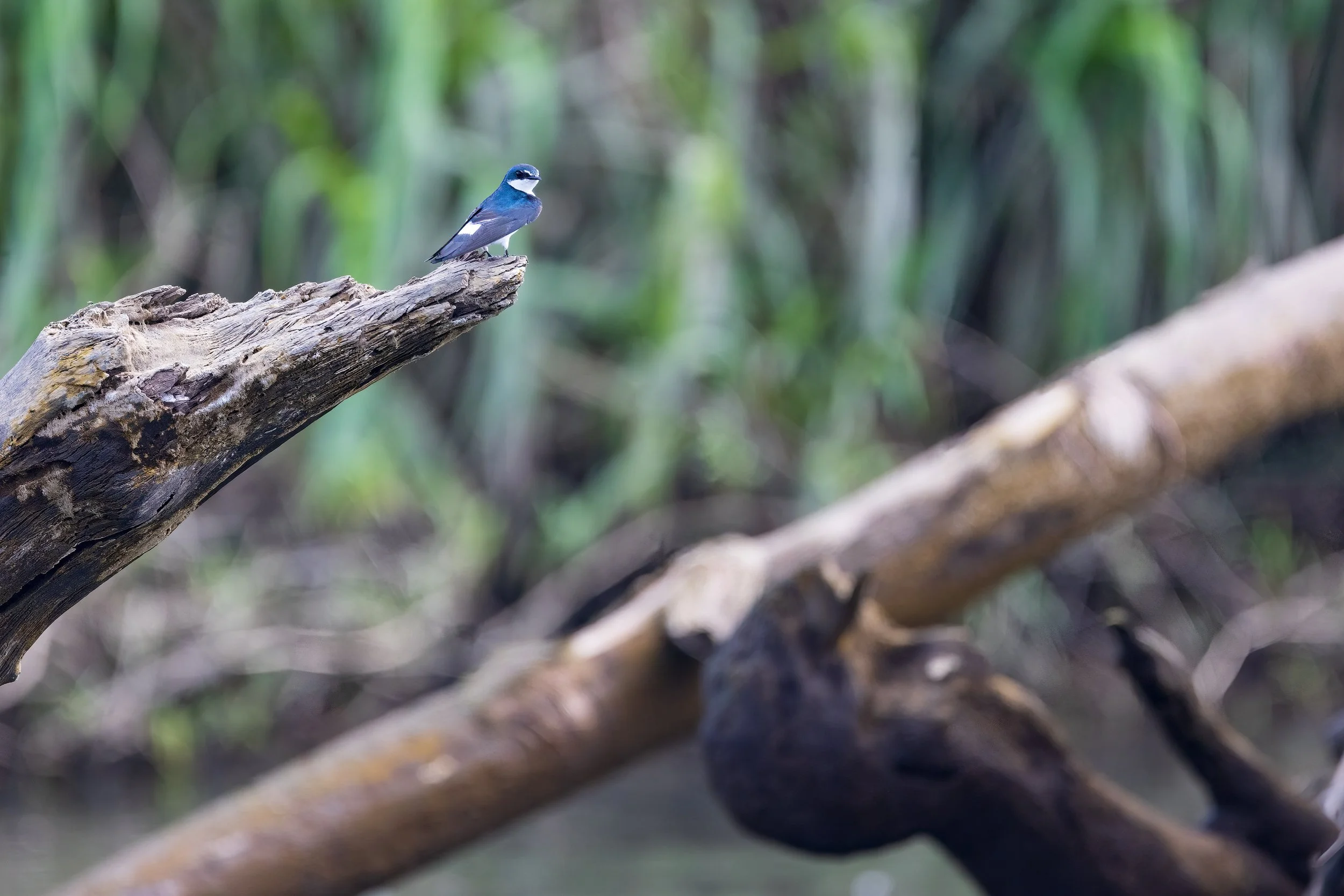  Tarcoles River, Costa Rica 2023 