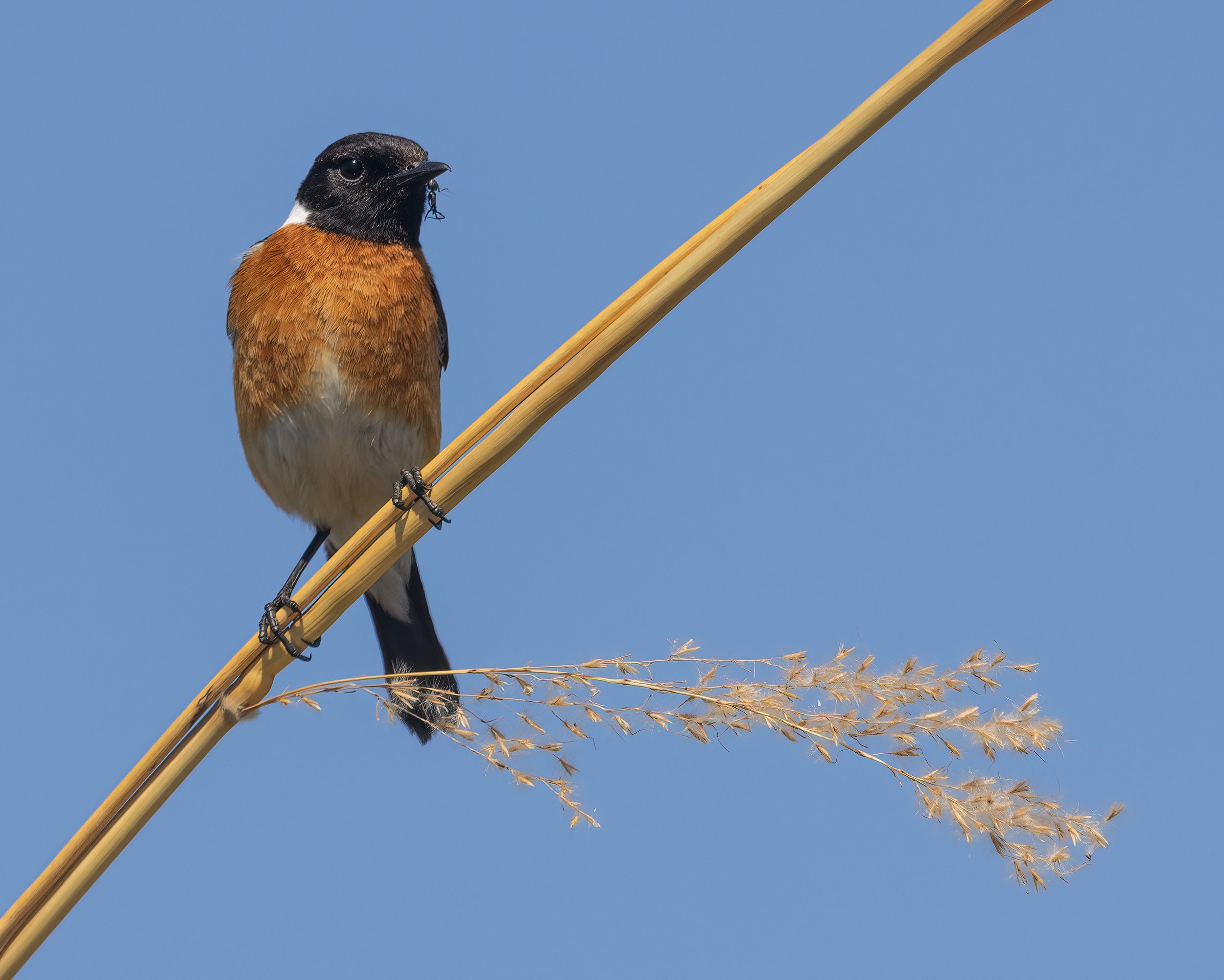  Moremi, Botswana 2023 