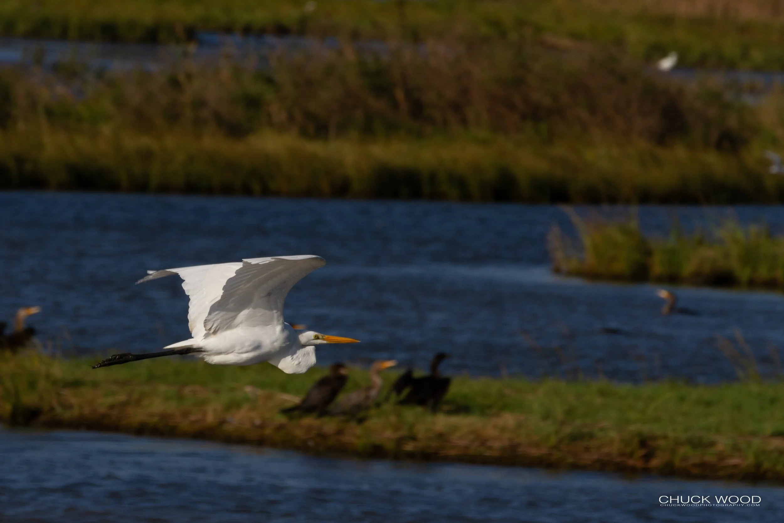  Forsythe NWR, NJ 2018 