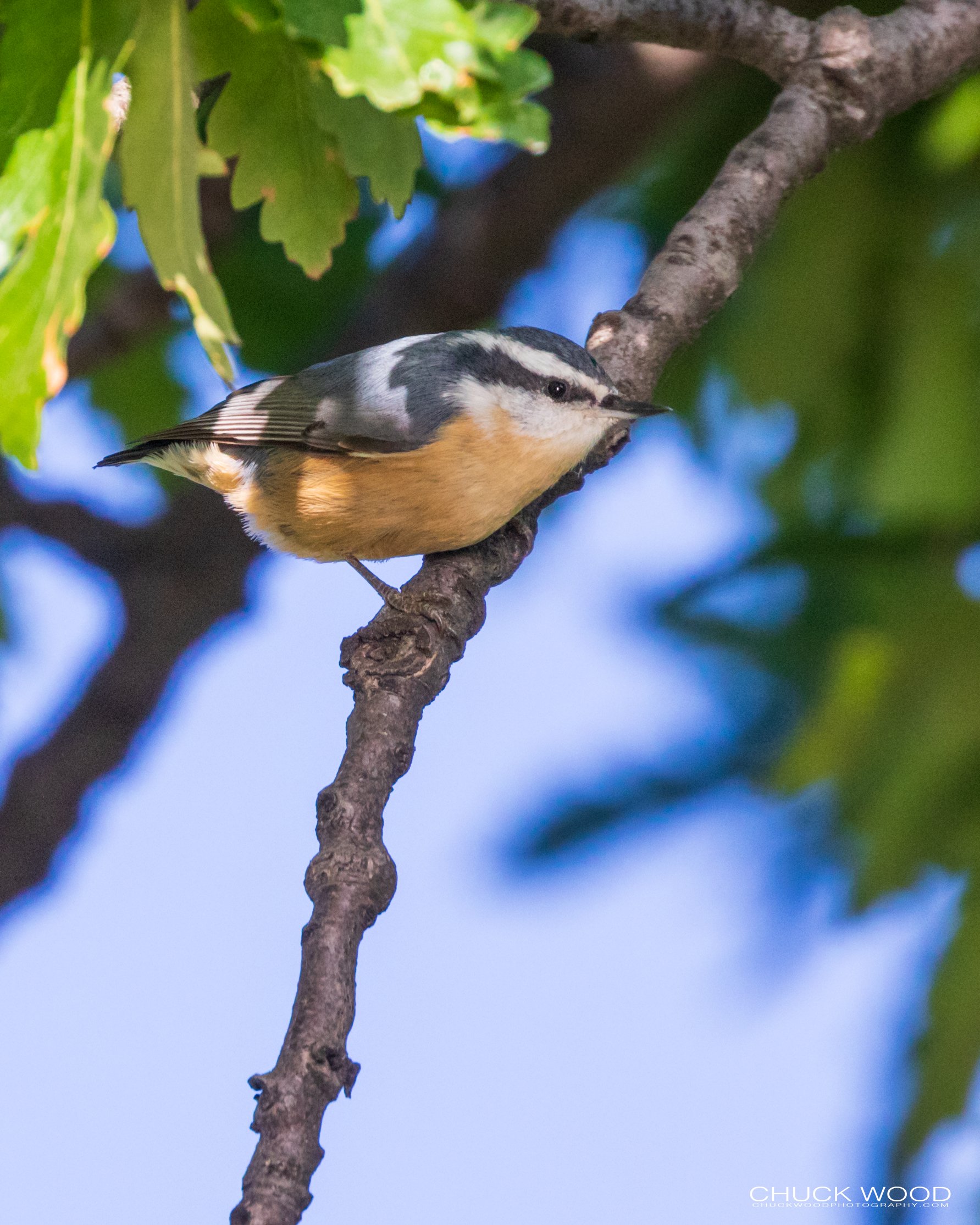  Central Park NYC, 2020 