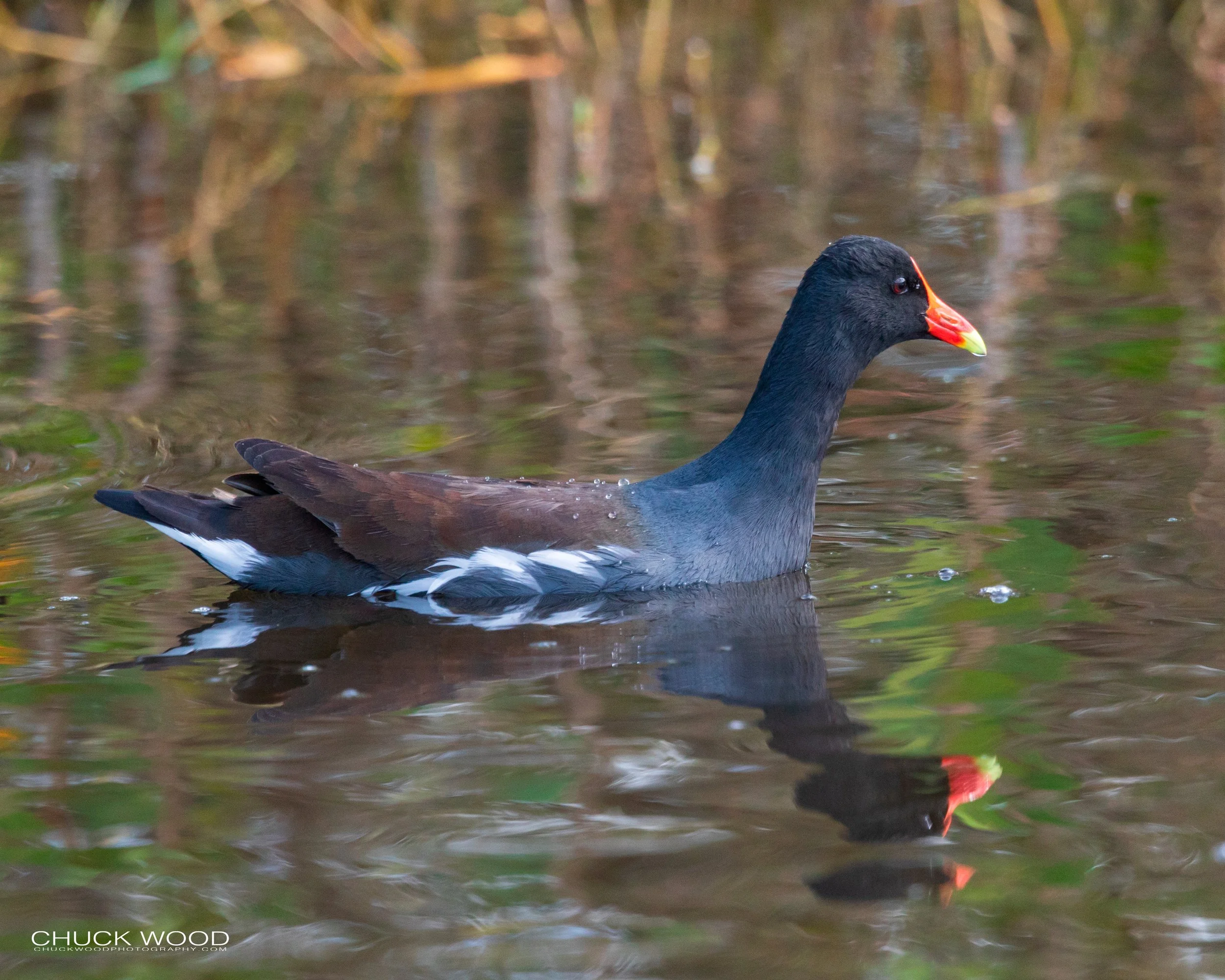  Merritt Island, FL 2020 