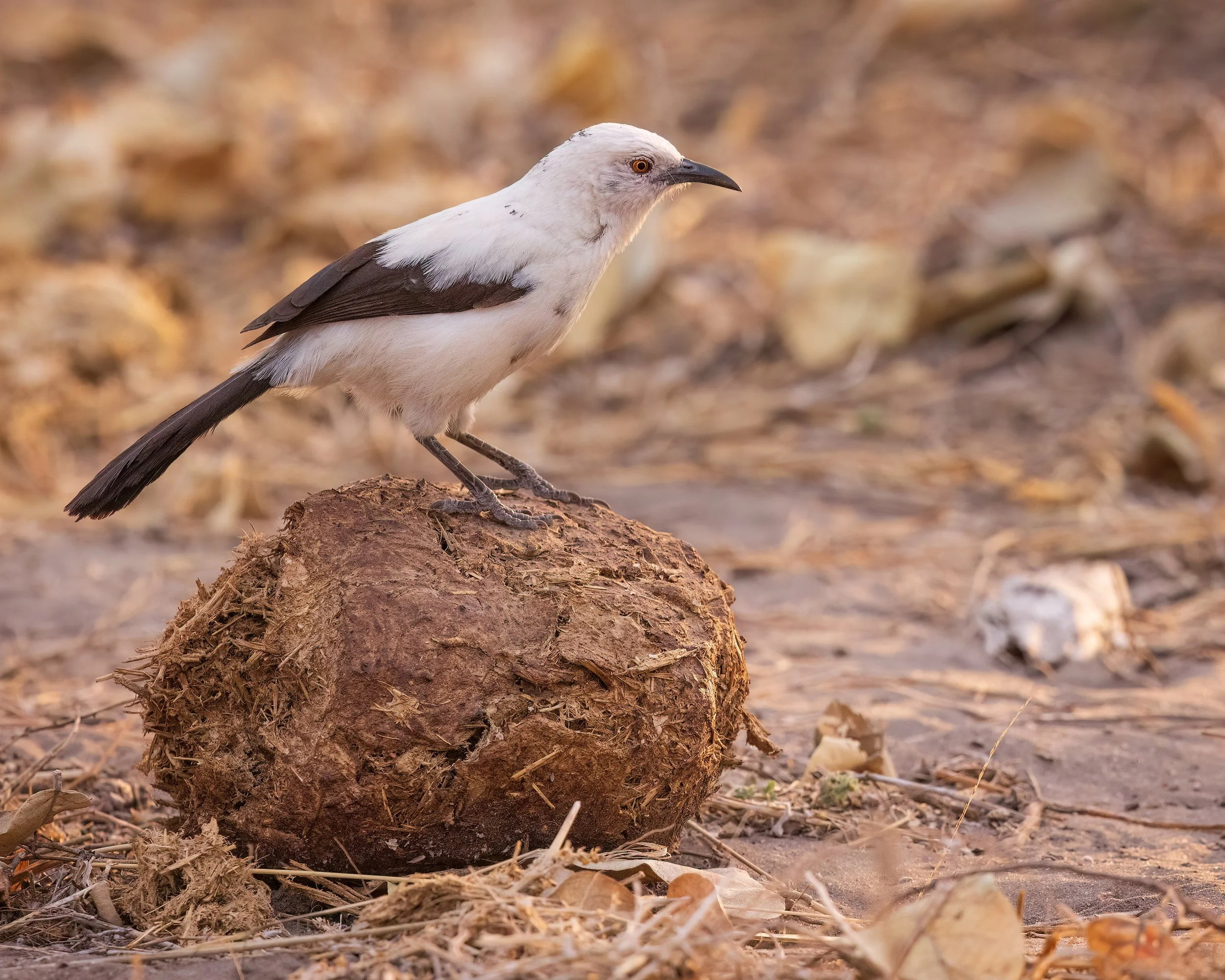 Southern-Pied-babbler-20230802-Khwai-02-1-sharpened.jpg