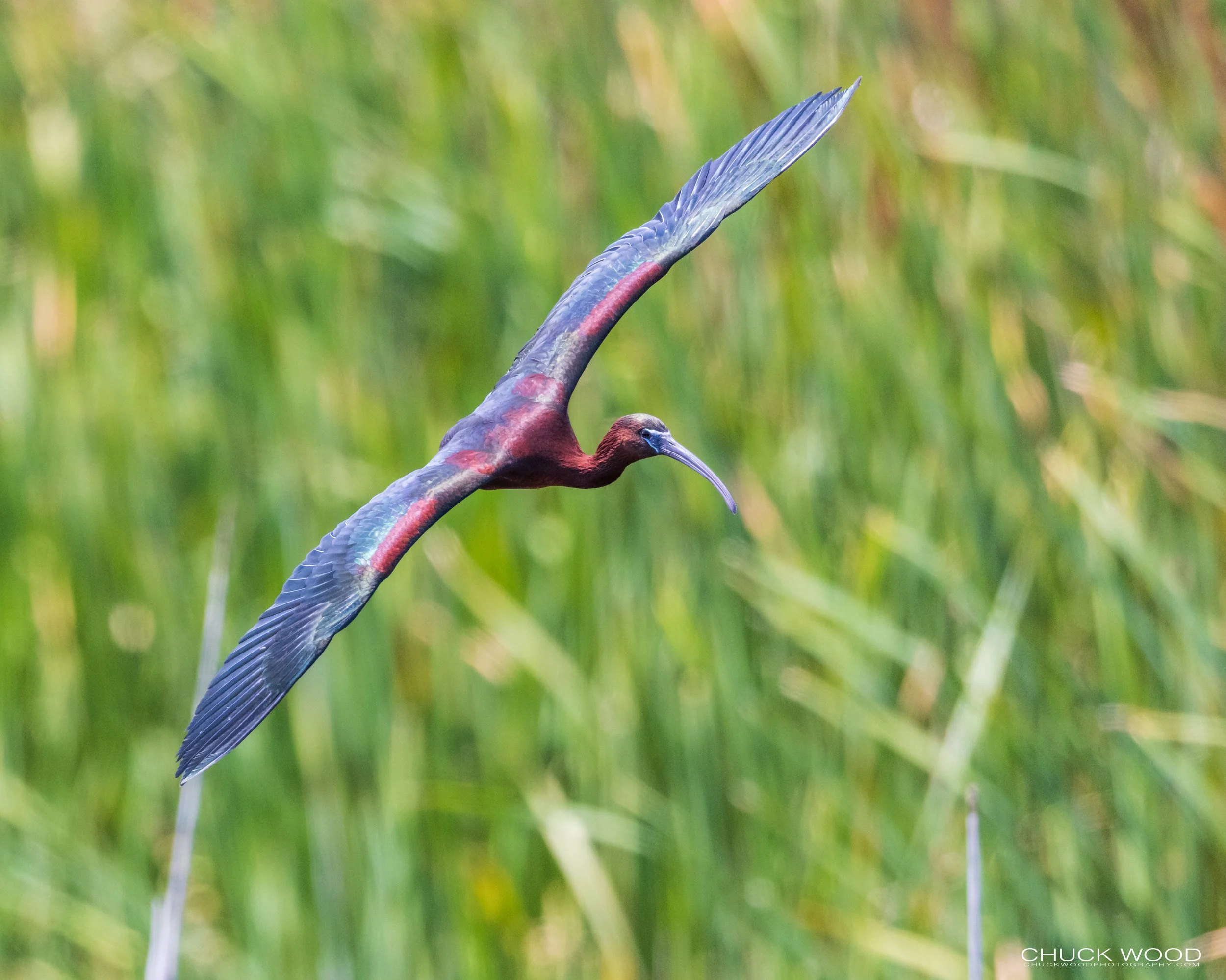  Viera Wetlands, FL 2021 