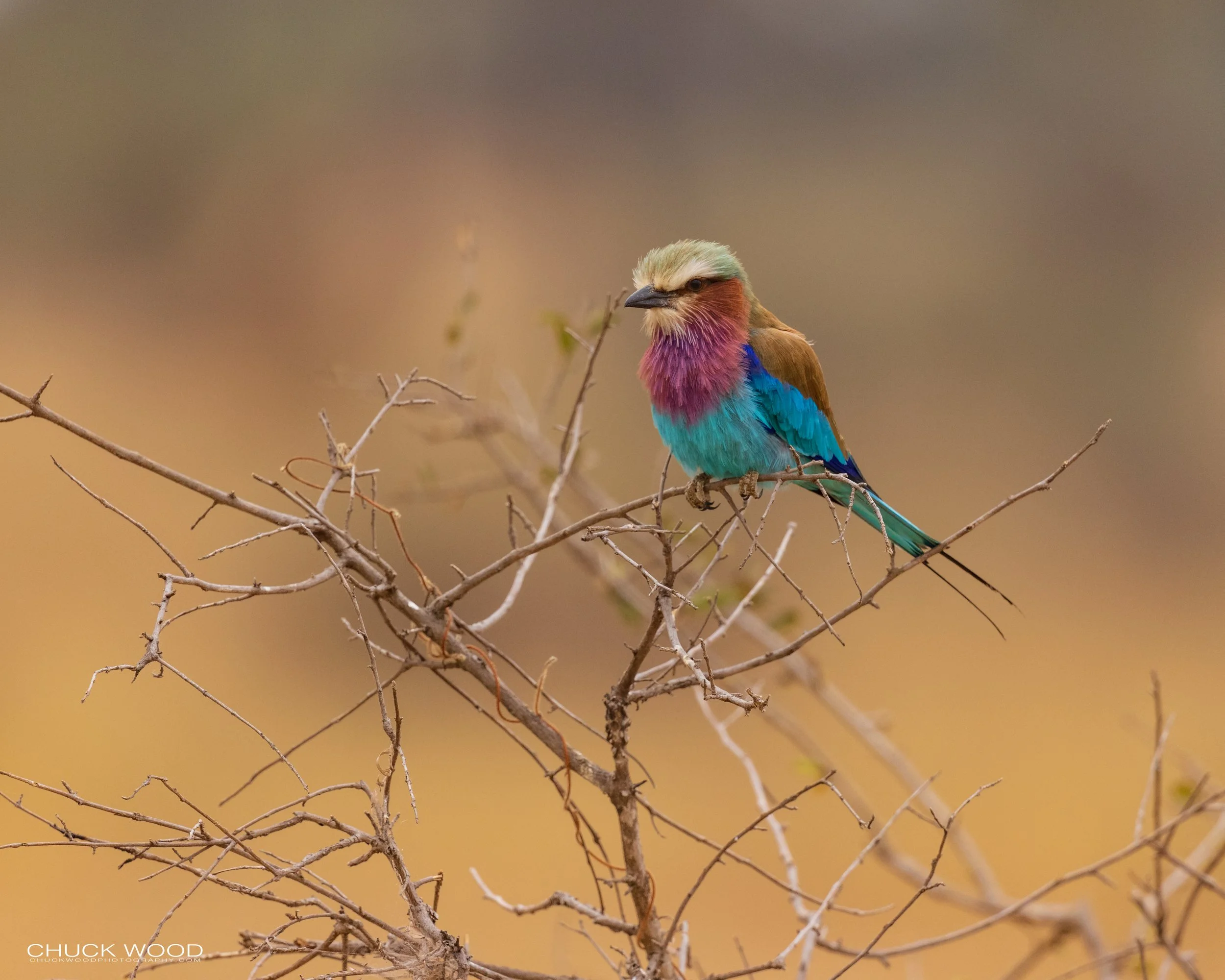  Tarangire, Tanzania 2021 