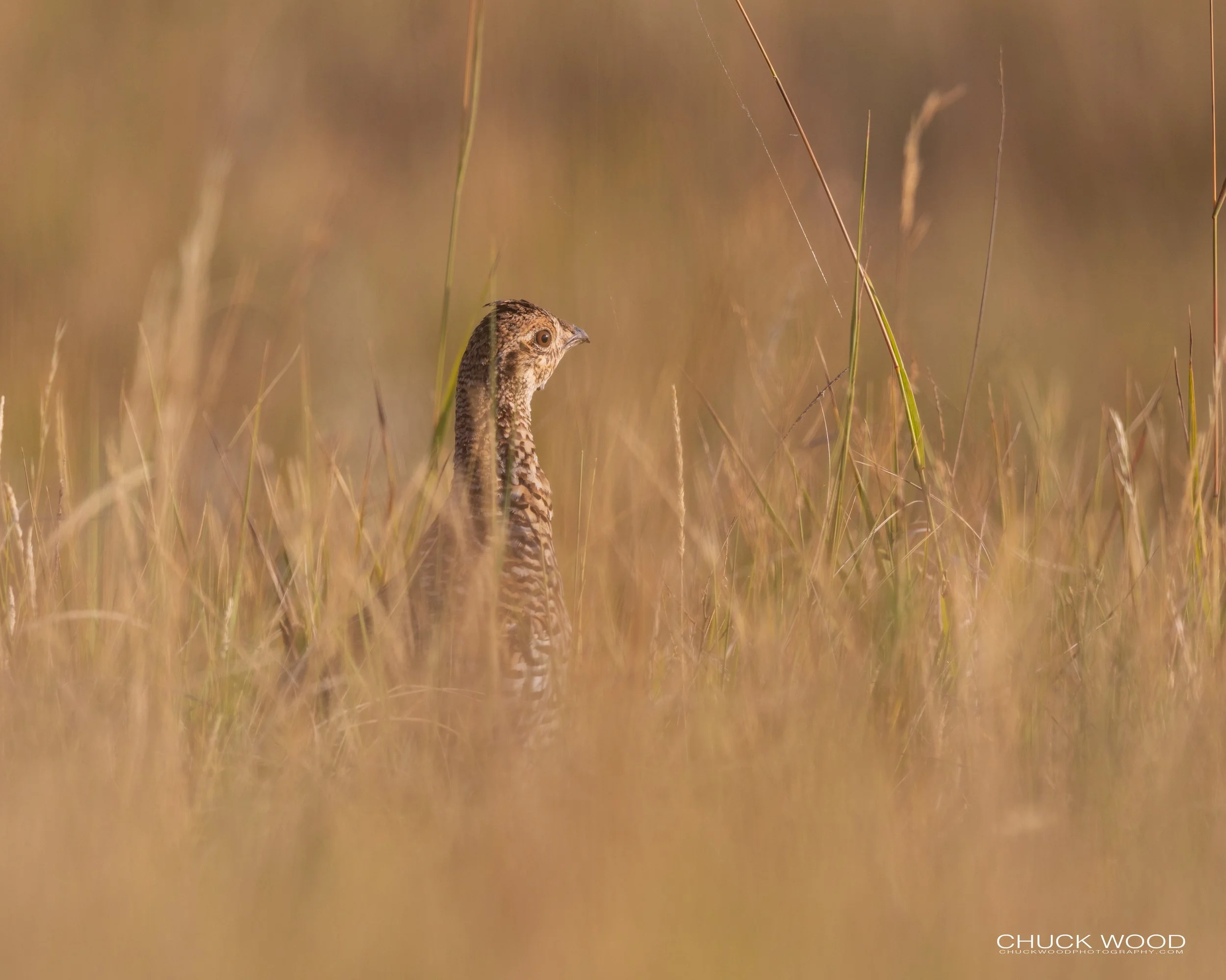  Theodore Roosevelt NP, ND 2020 
