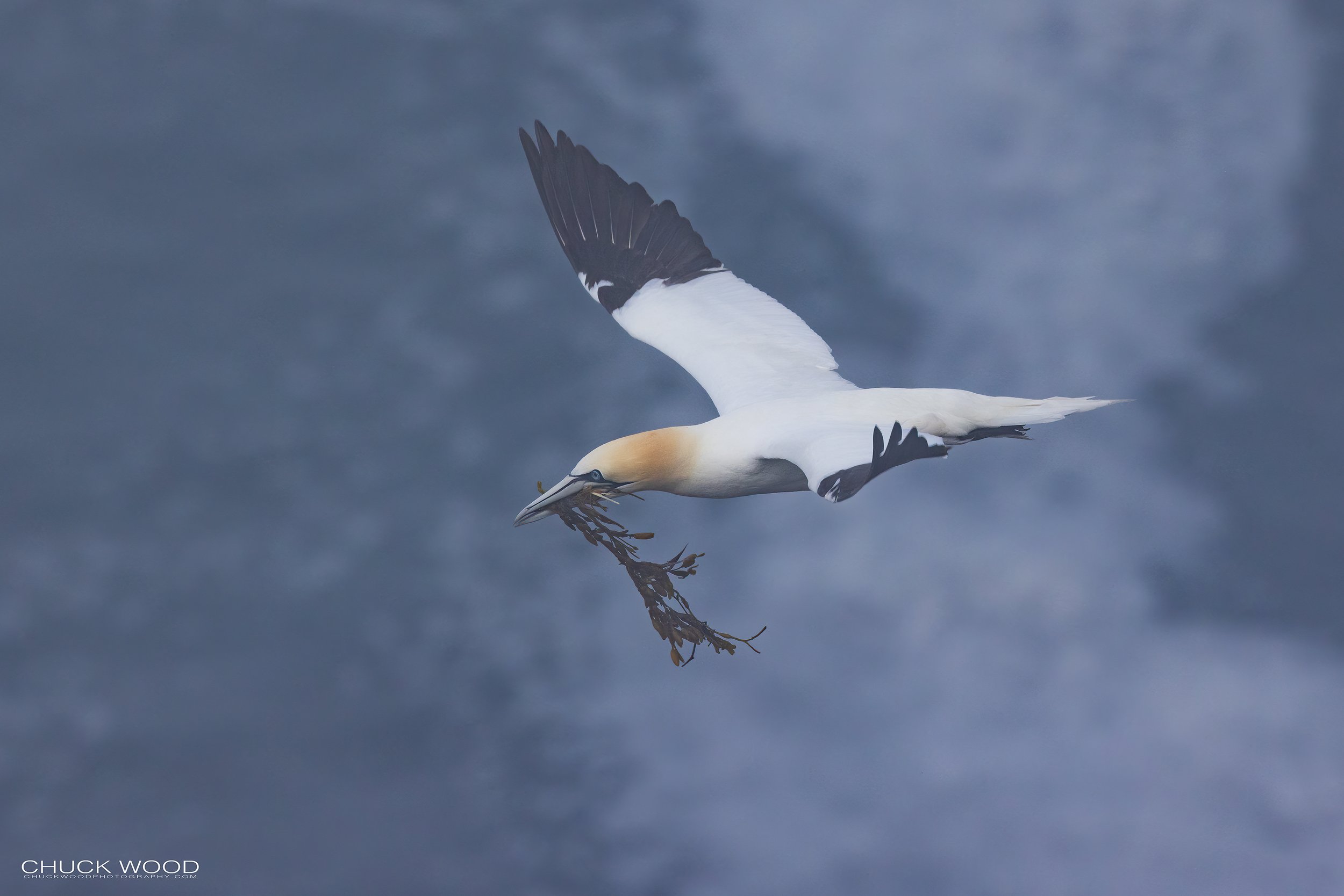  Cape St. Marys, NL 2022 