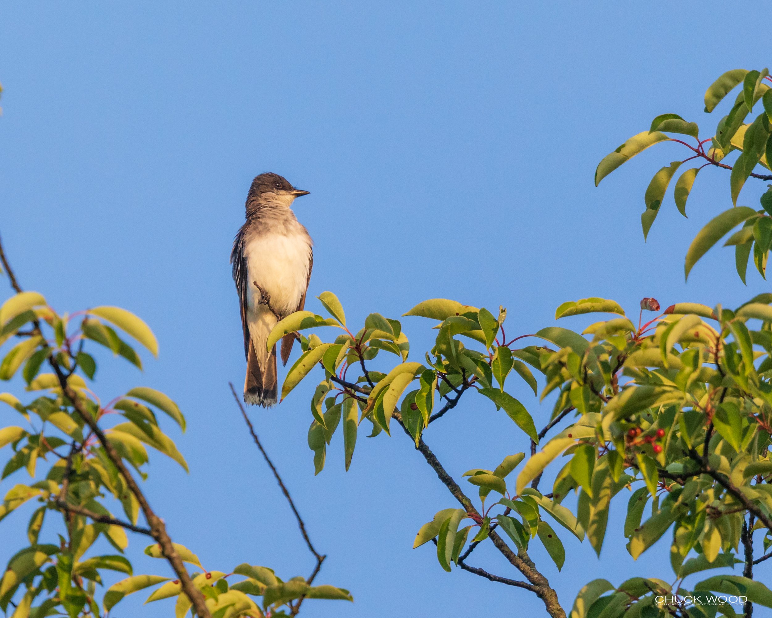  Pole Farm, NJ 2020 I/ 