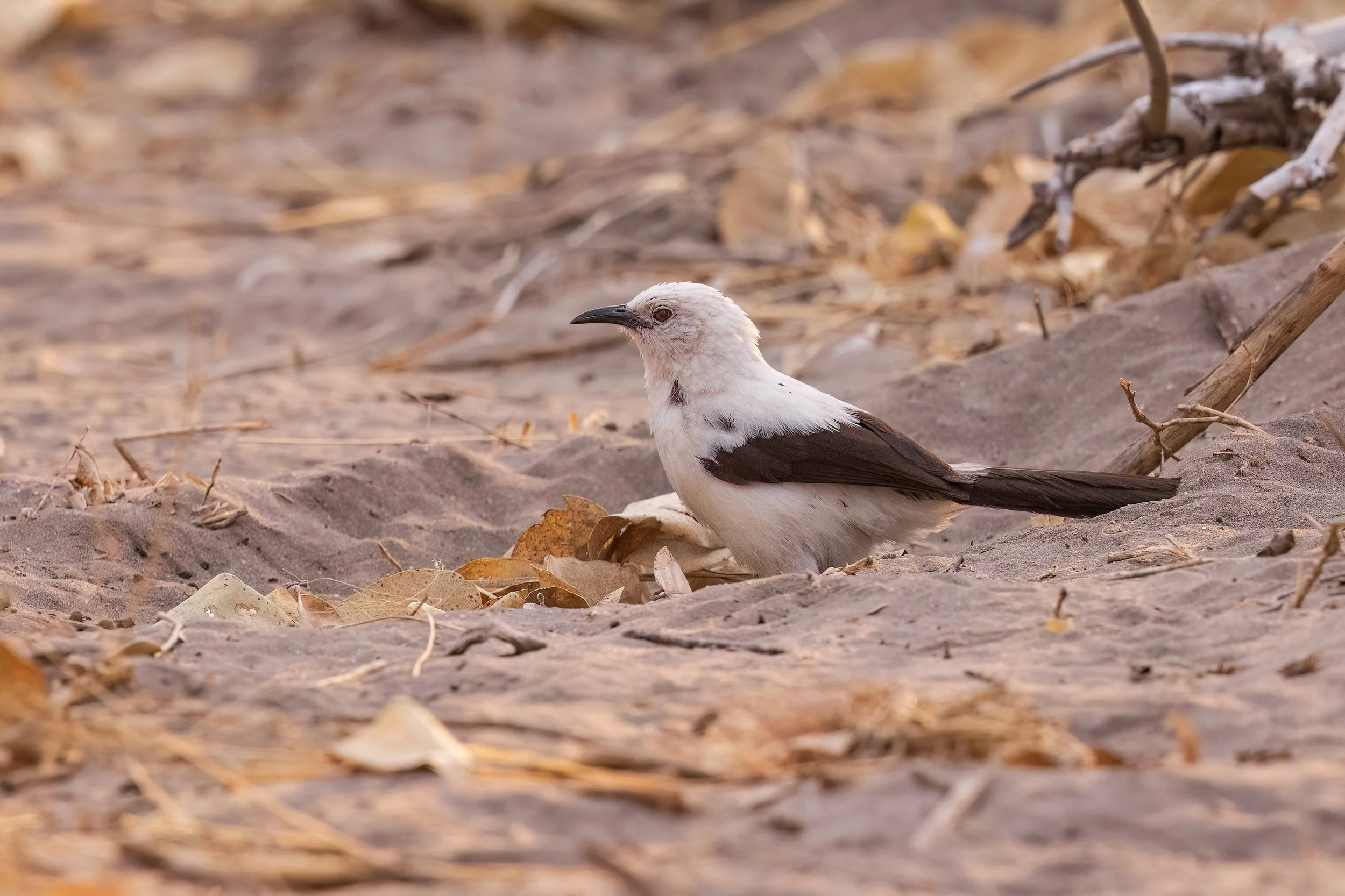 Southern-Pied-babbler-20230802-Khwai-05-1-sharpened.jpg