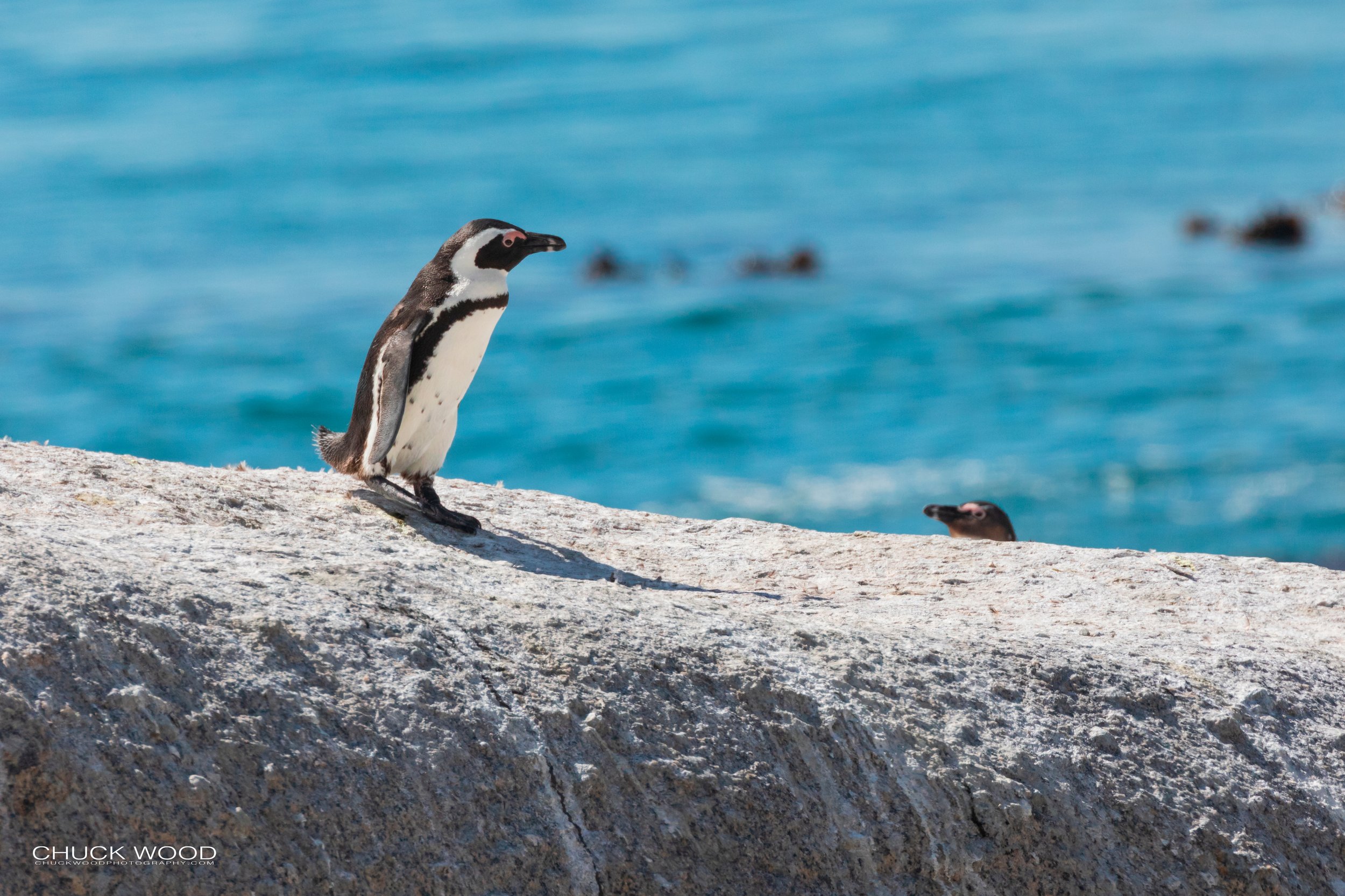  Boulders Beach, Cape Town 2019 
