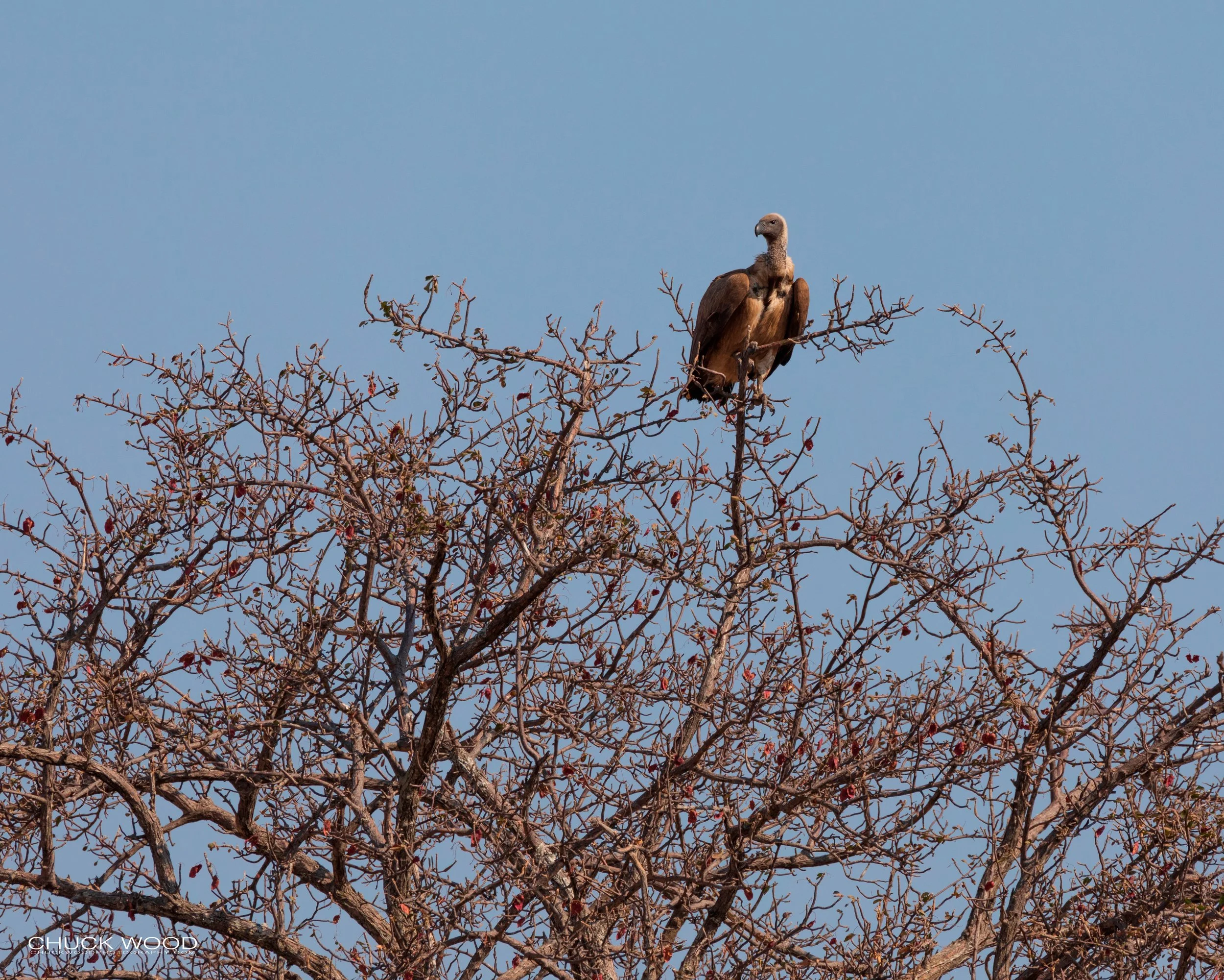  Hwange, Zimbabwe 2019 