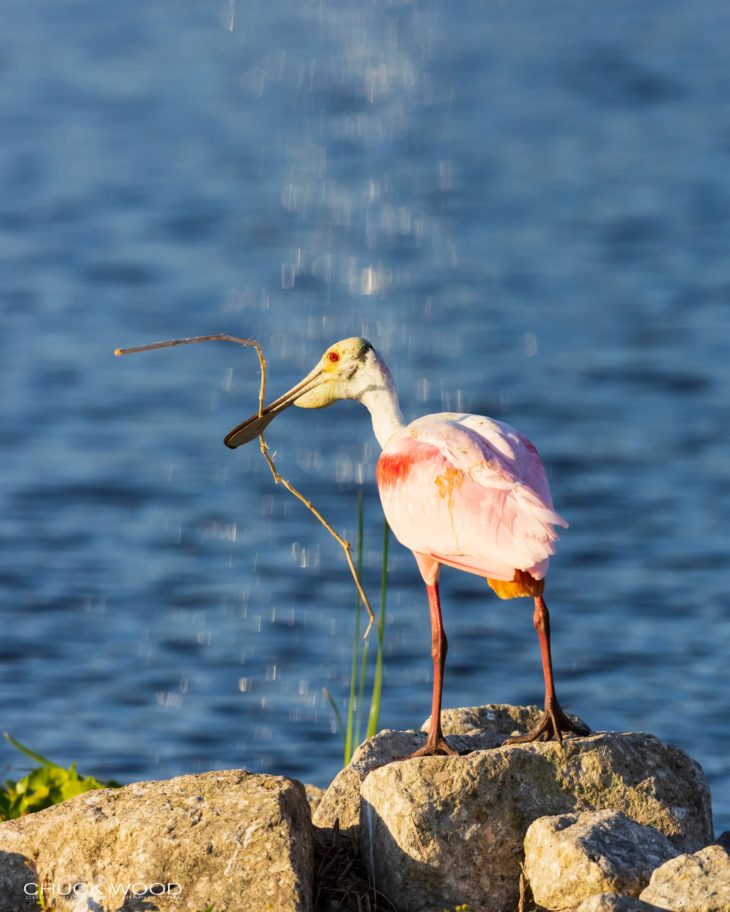  Stick Marsh, FL 2021 