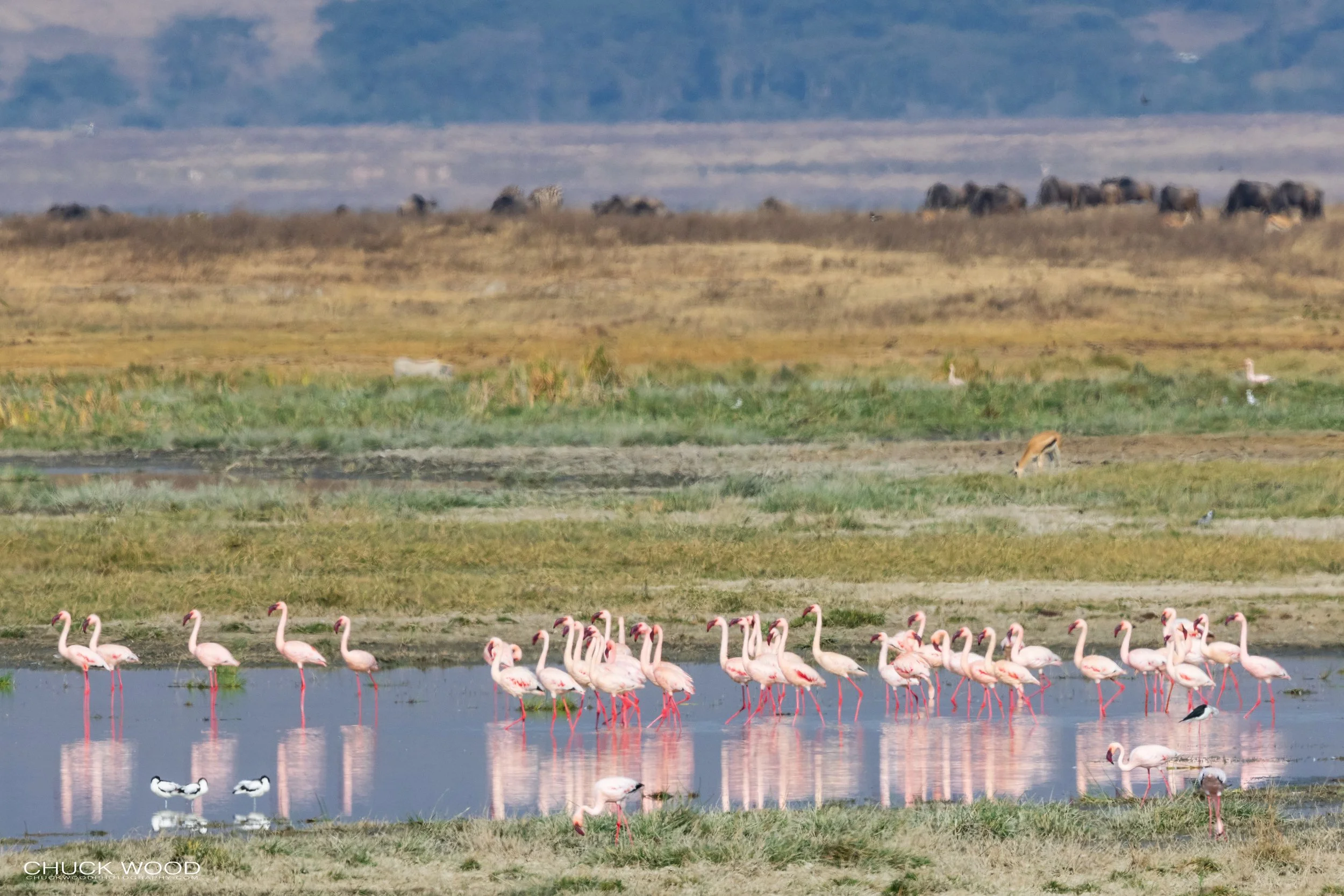  Ngorongoro Crater, Tanzania 2021 