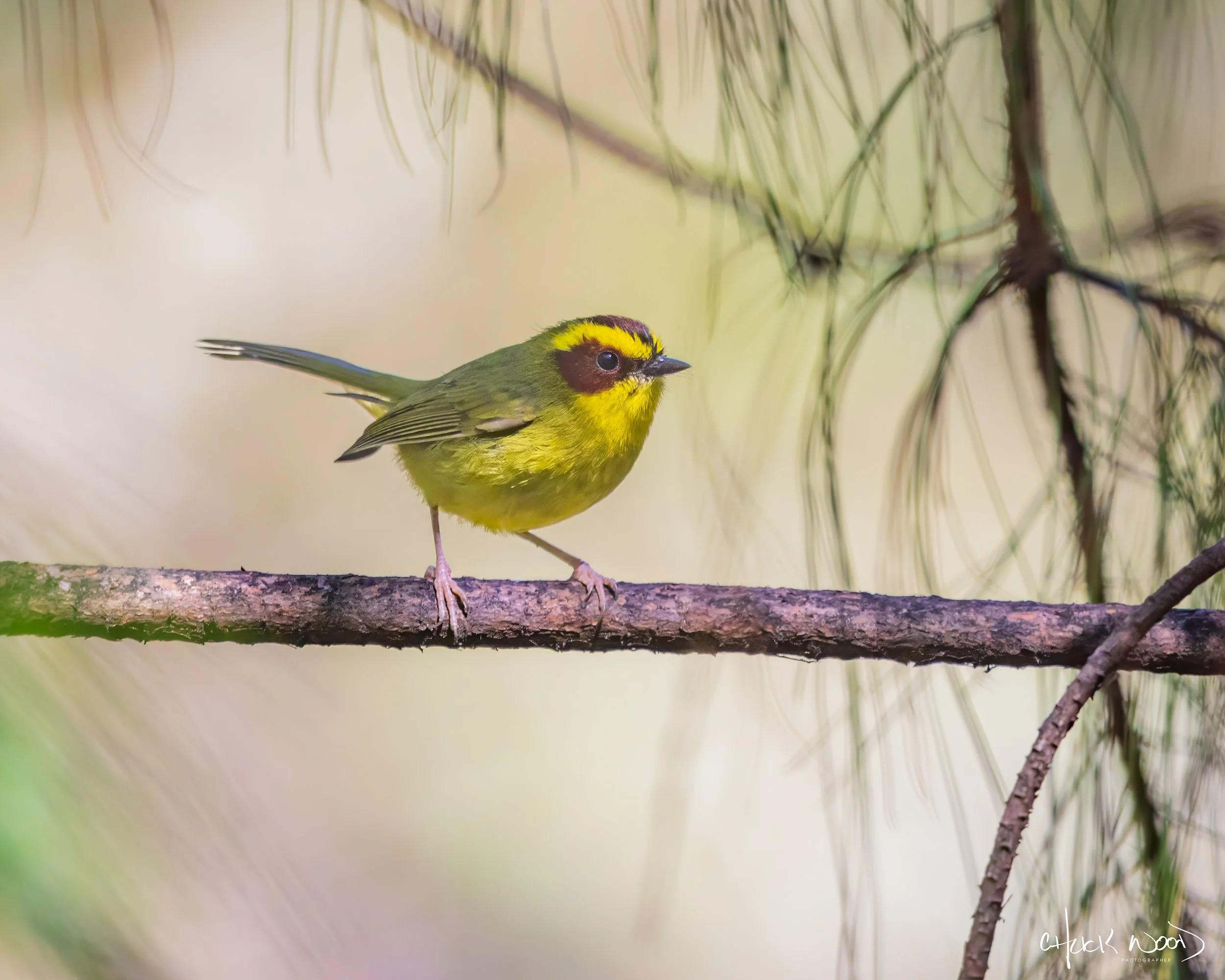  Arroyo Guacamaya, MX 2022 