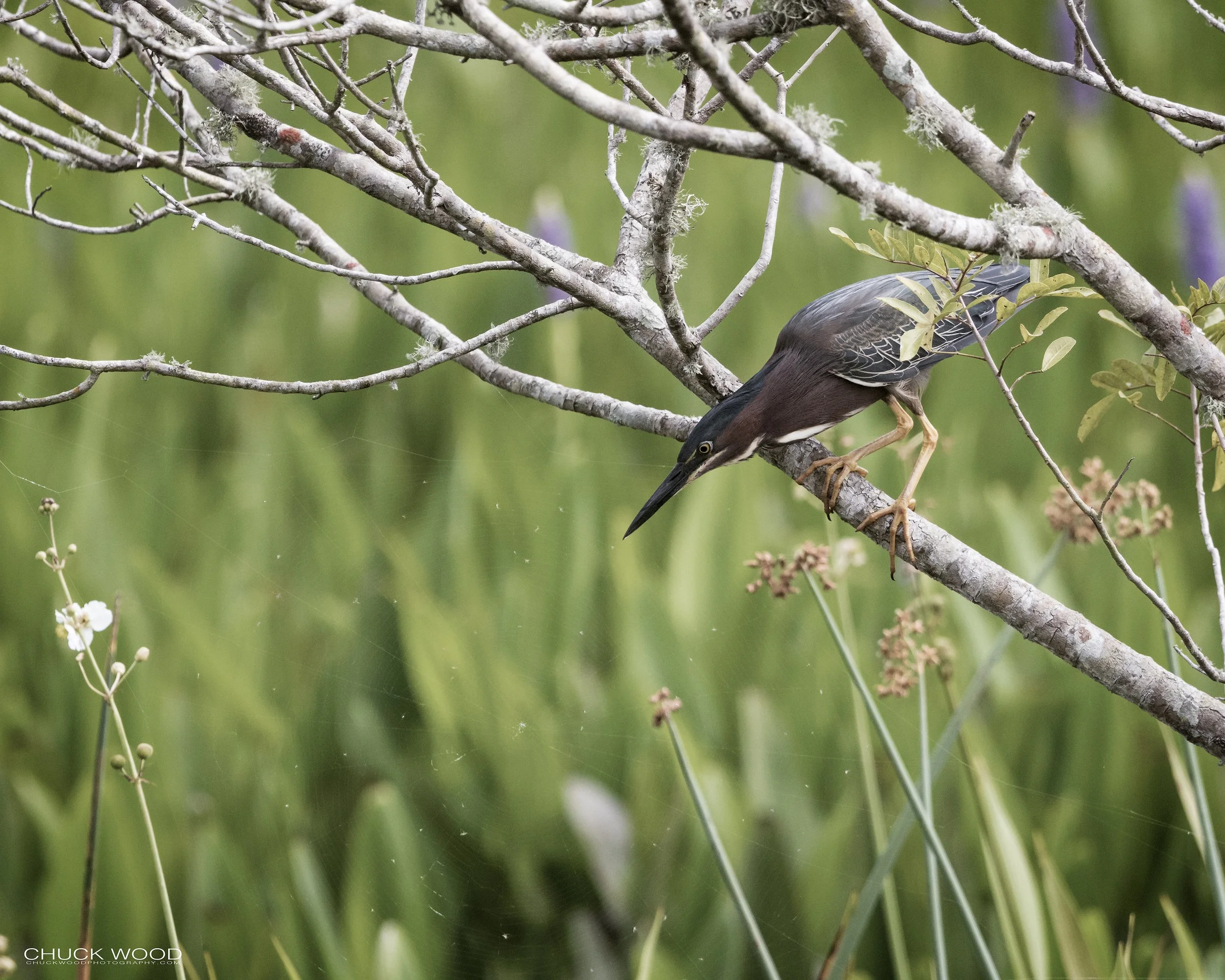  Viera Wetlands, FL 2022 