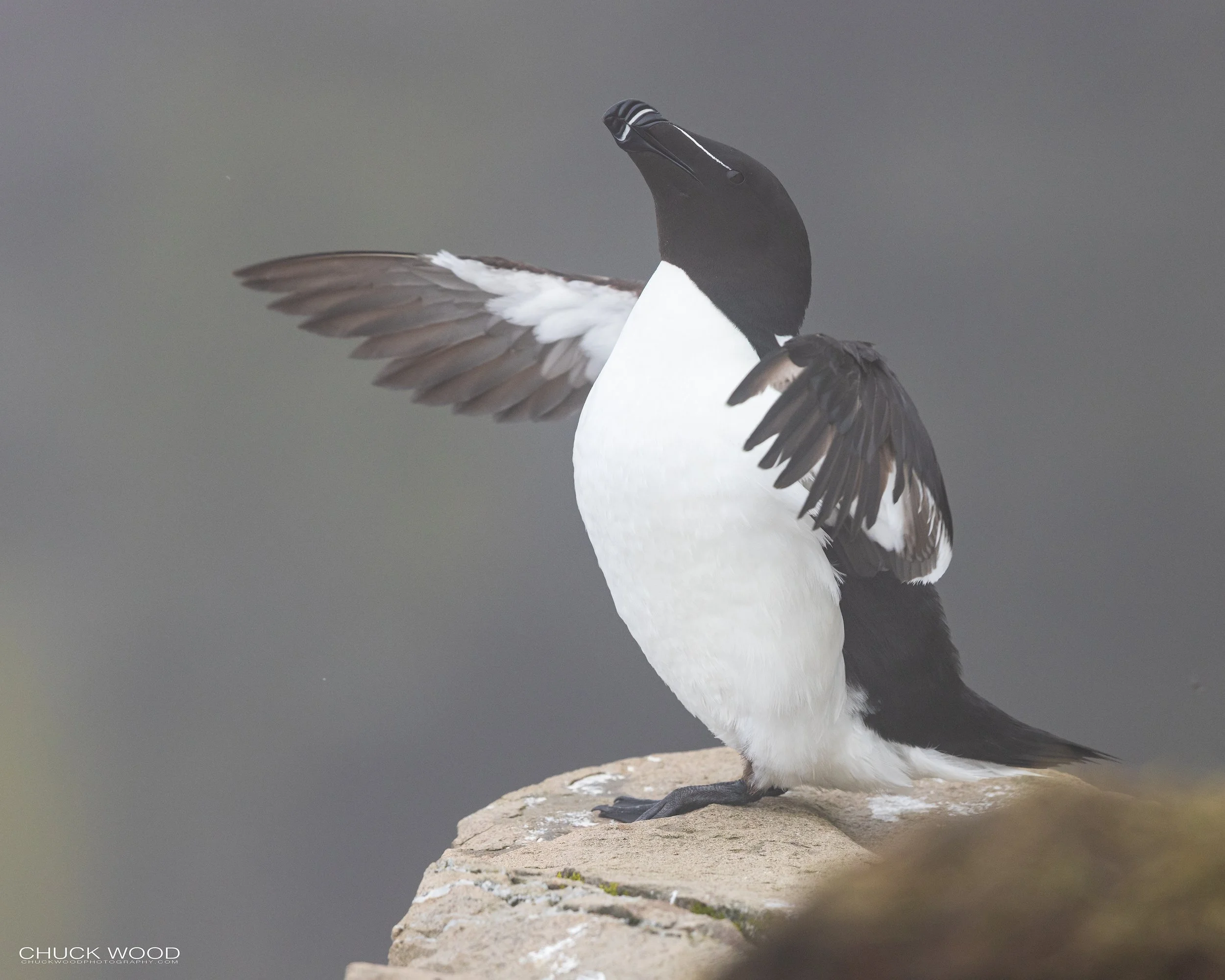   Cape St. Marys, NL 2022 