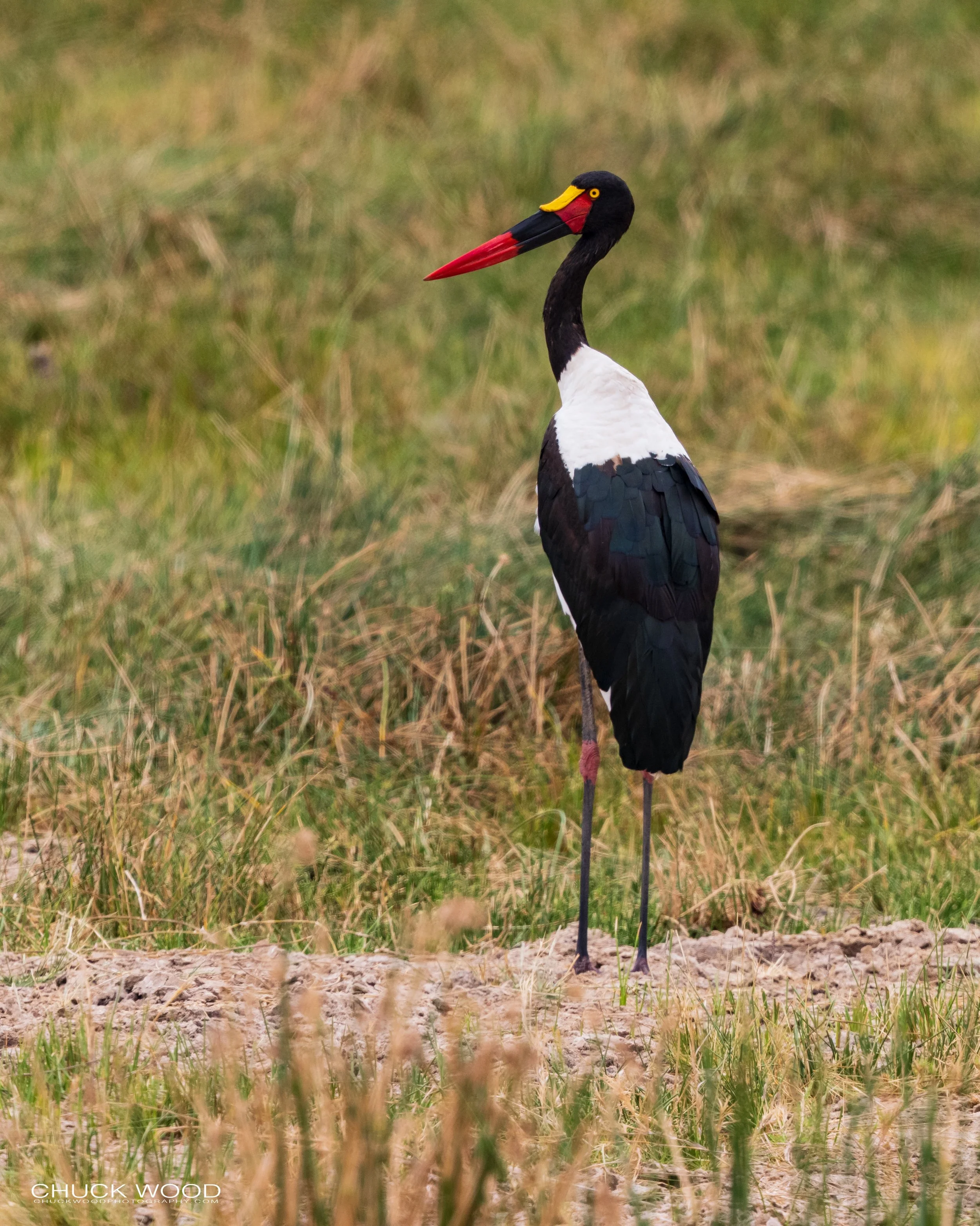  Tarangire, Tanzania 2021 