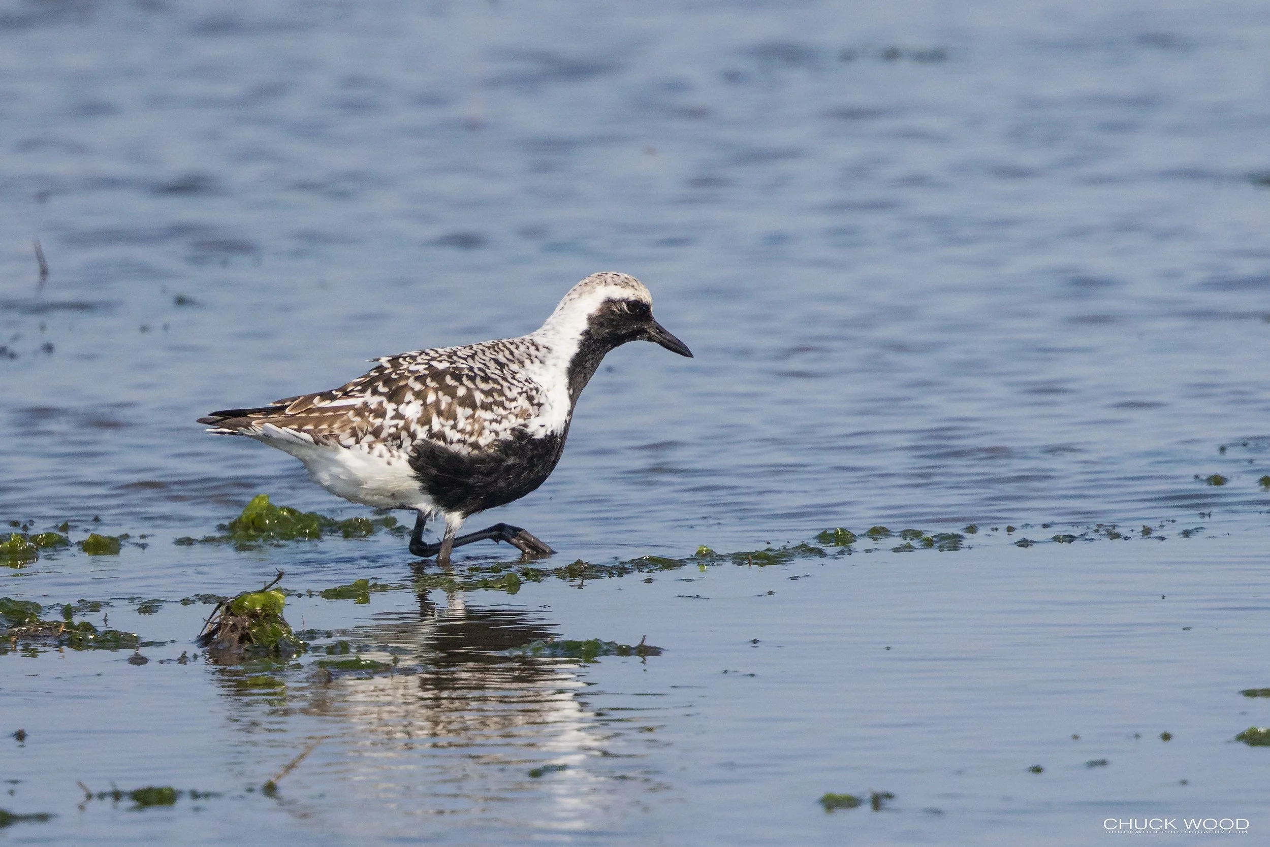  Forsythe NWR, NJ 2022 