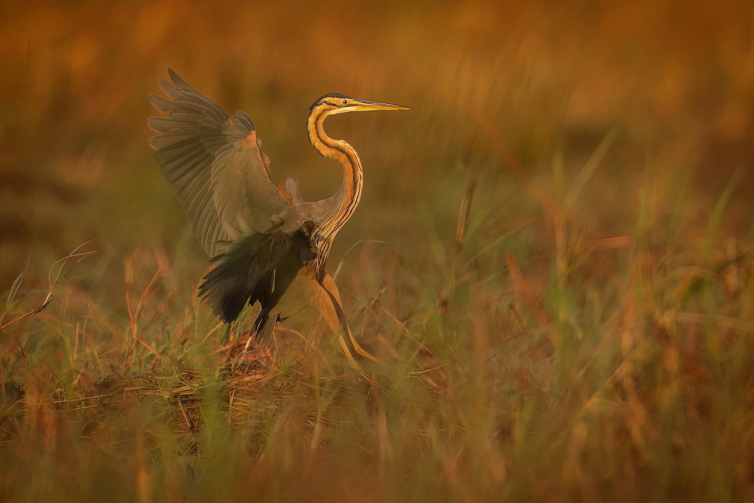  Chobe River, Botswana 2023 