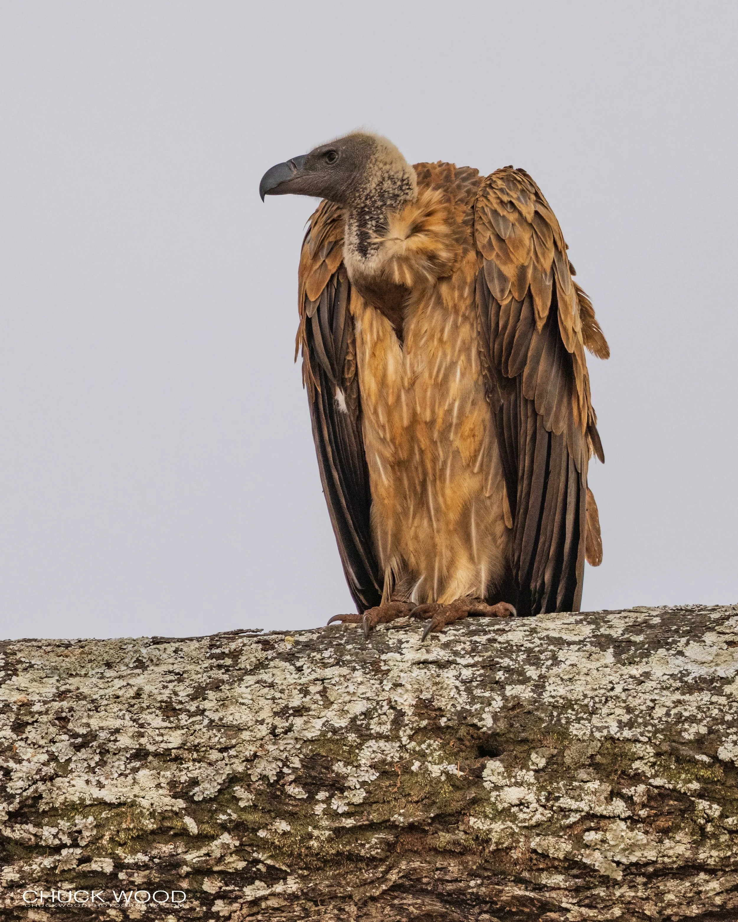  Tarangire, Tanzania 2021 