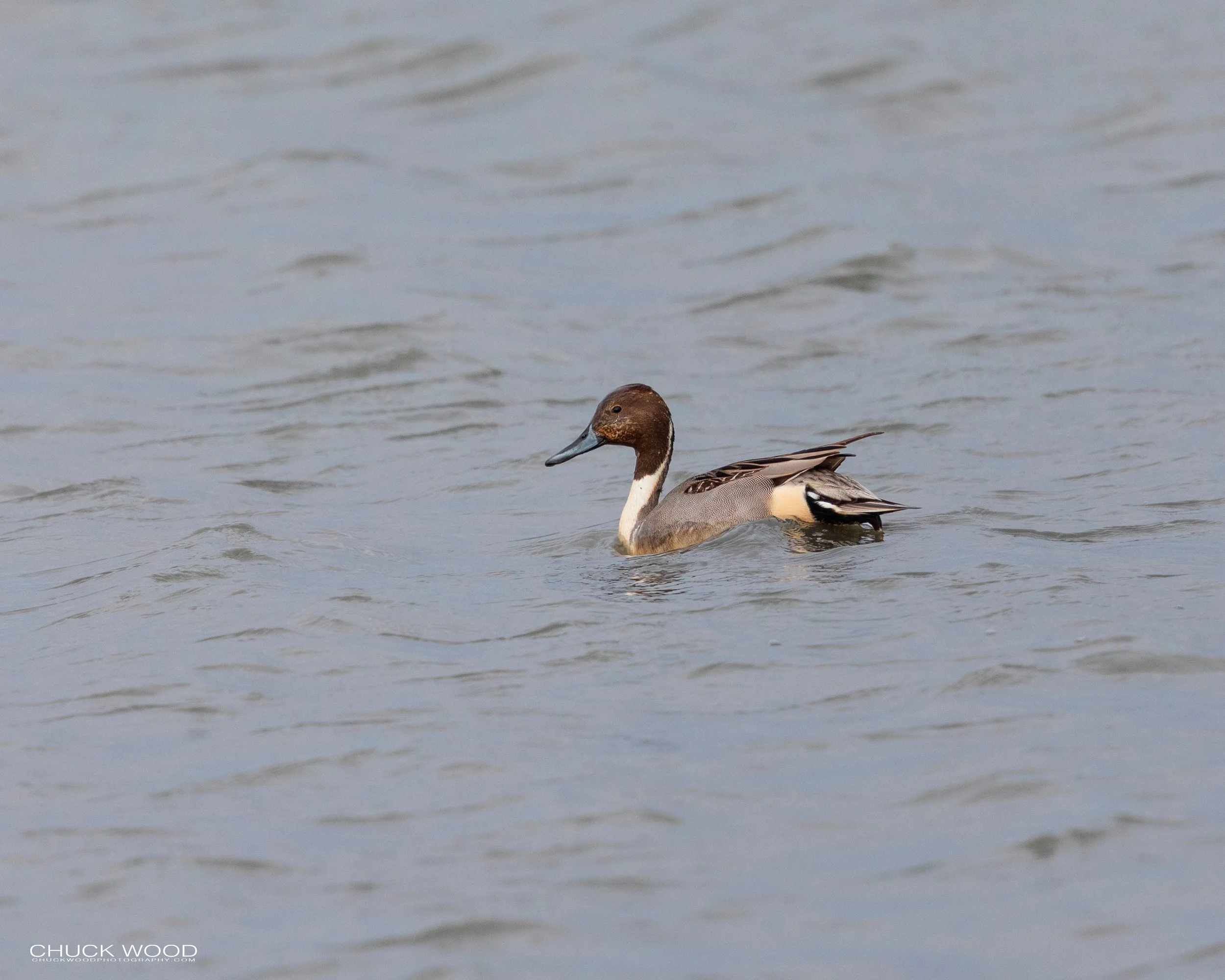  Forsythe NWR, NJ 2019 