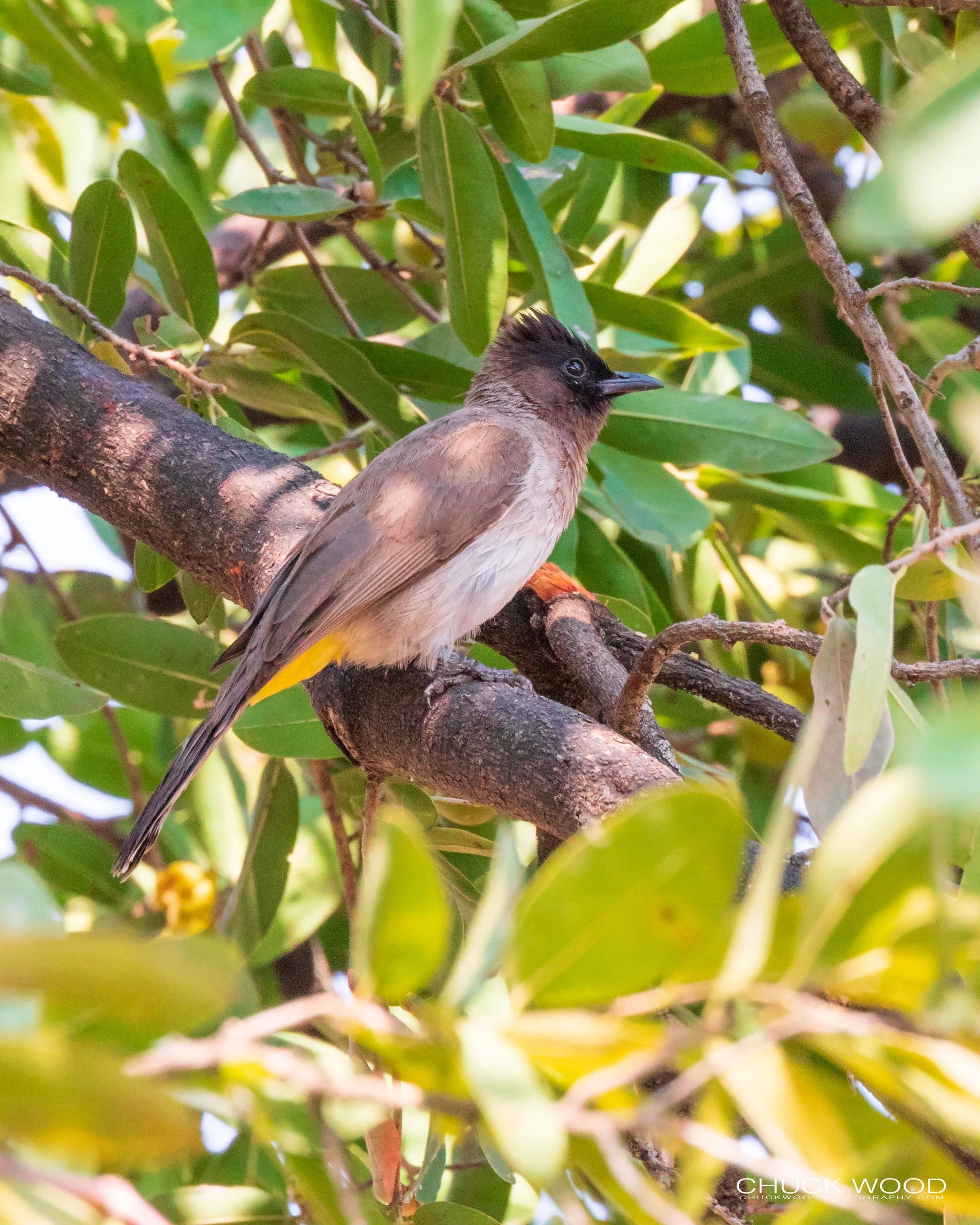  Victoria Falls, Zimbabwe 2019 