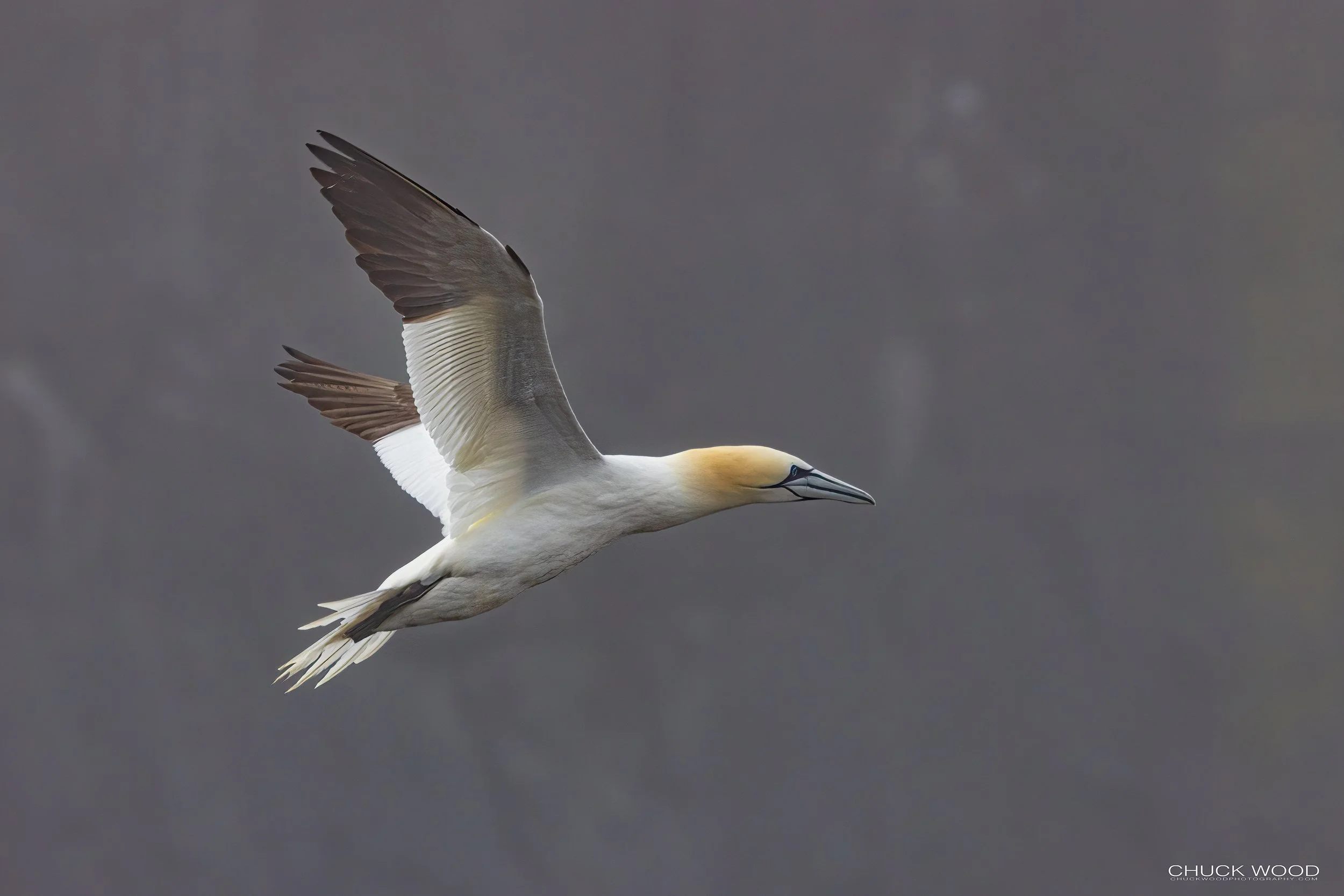  Cape St. Marys, NL 2022 