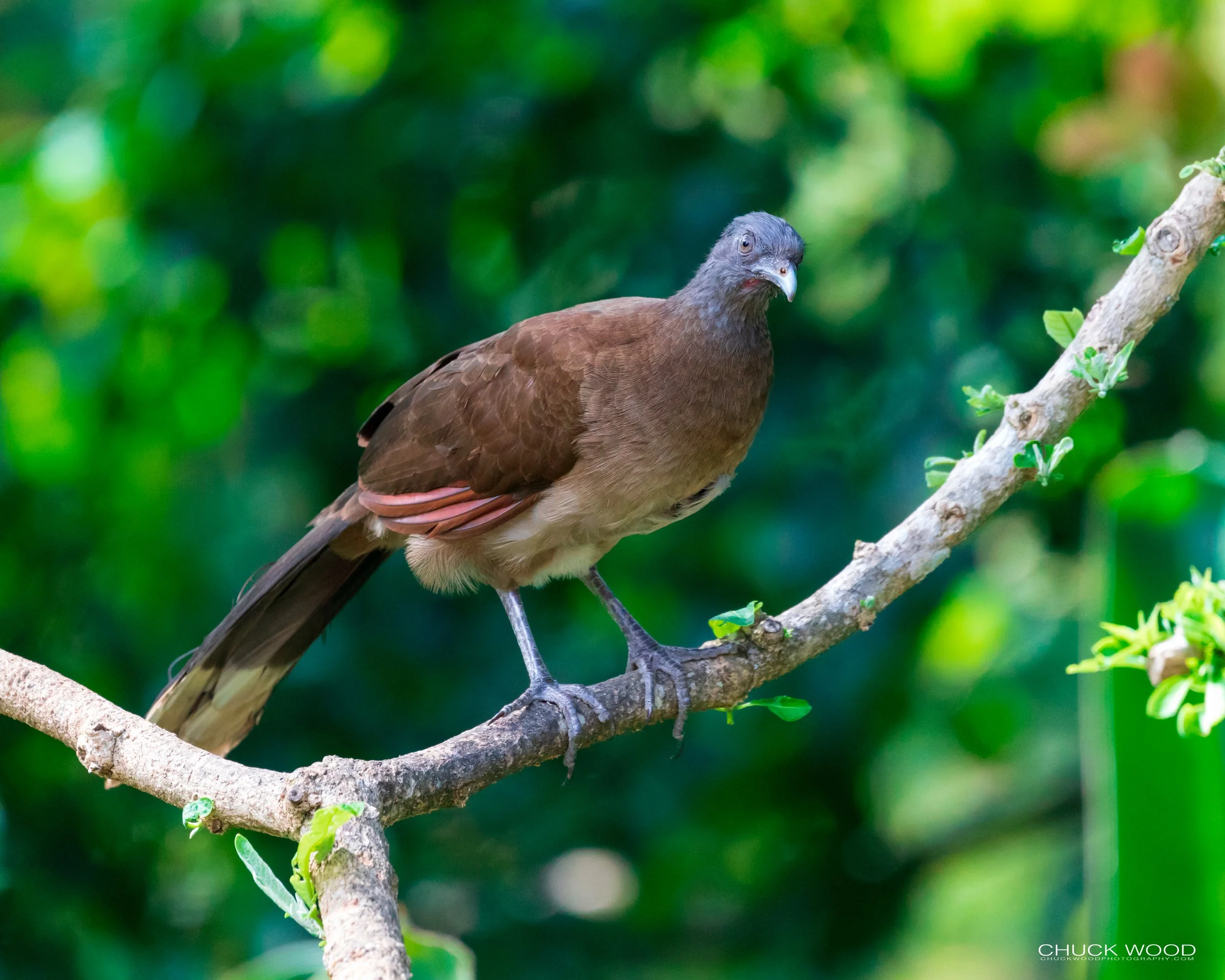  Rancho Naturalista, Costa Rica 2020 