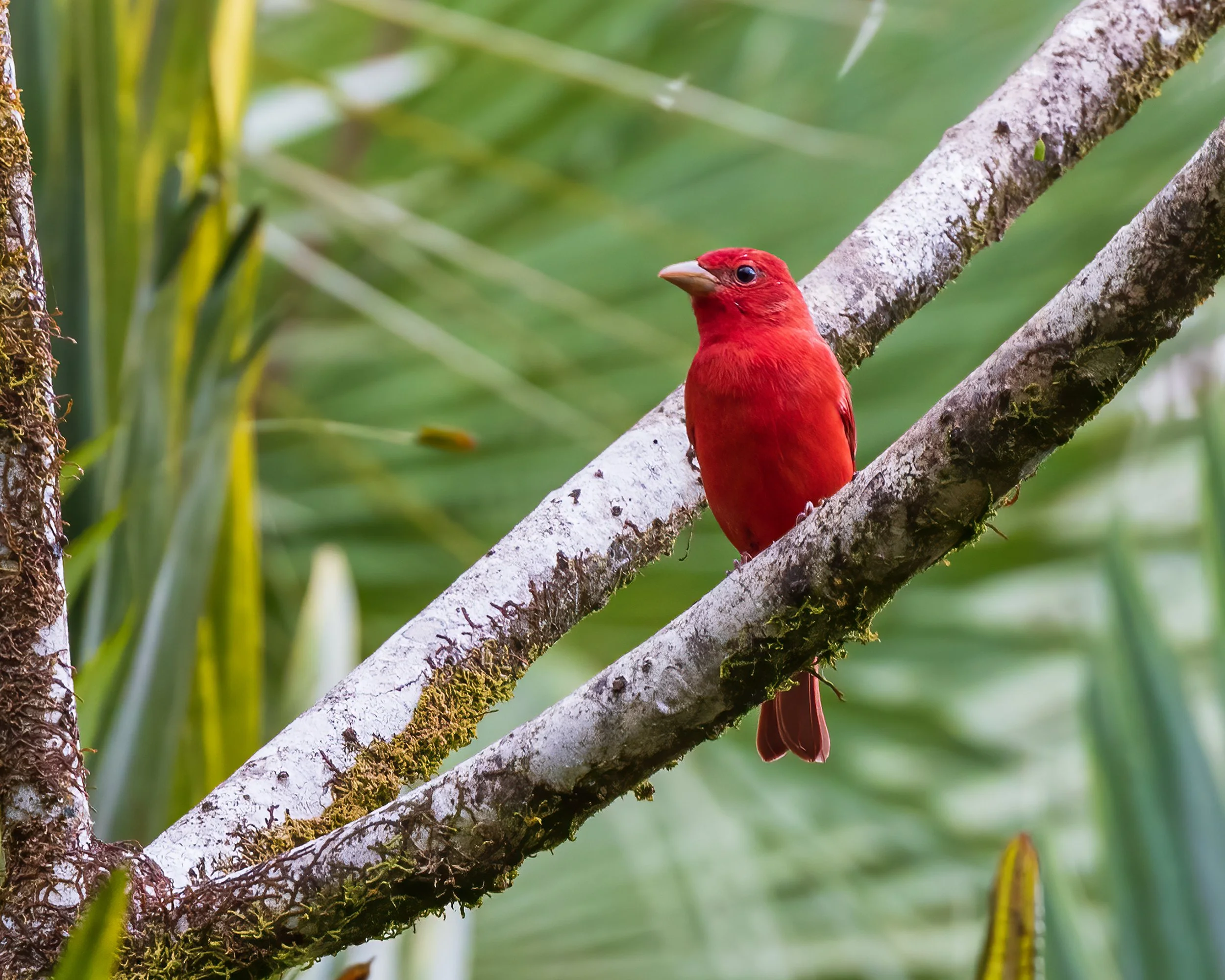  Macaw Lodge, Costa Rica 2023 