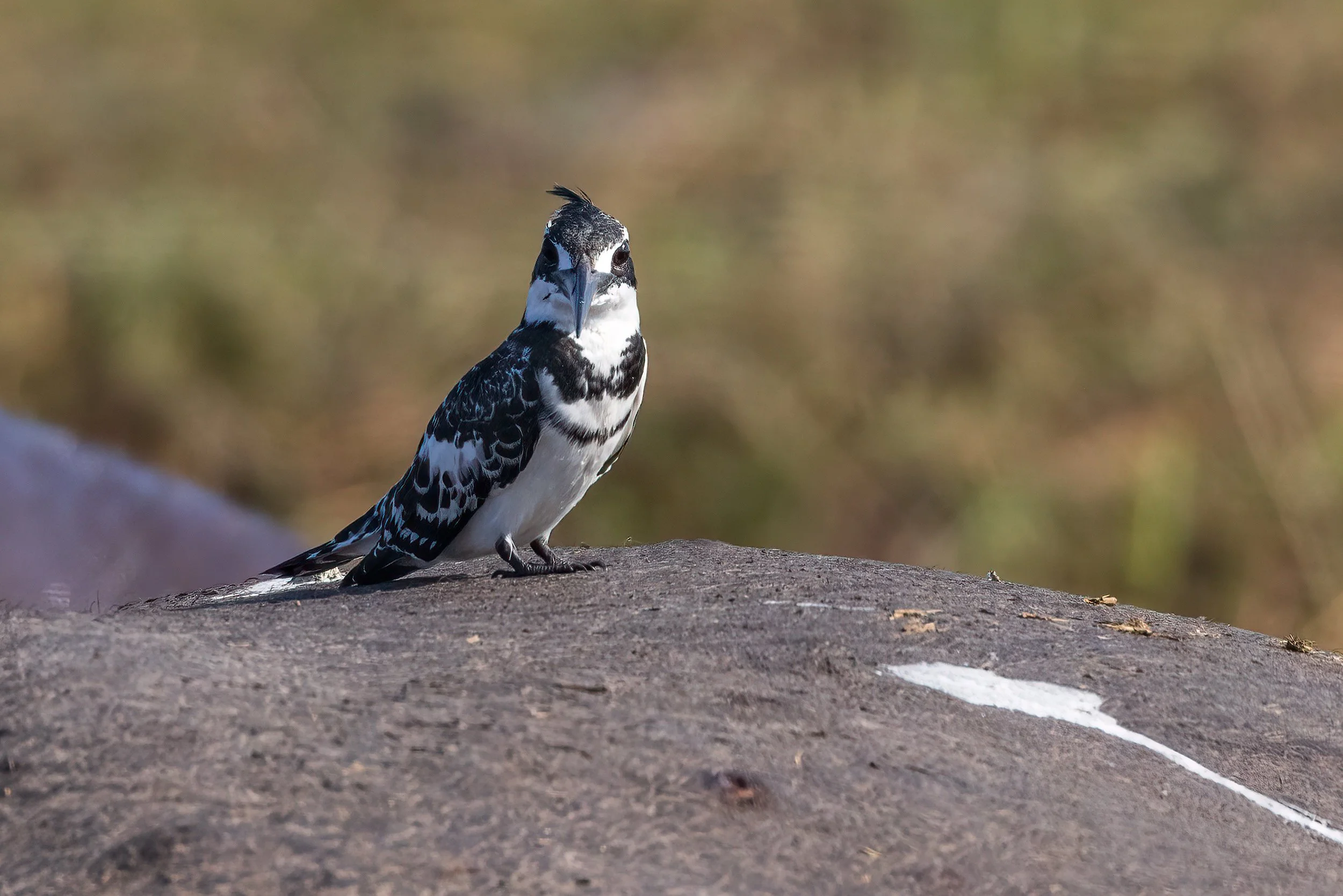  Chobe River, Botswana 2023 