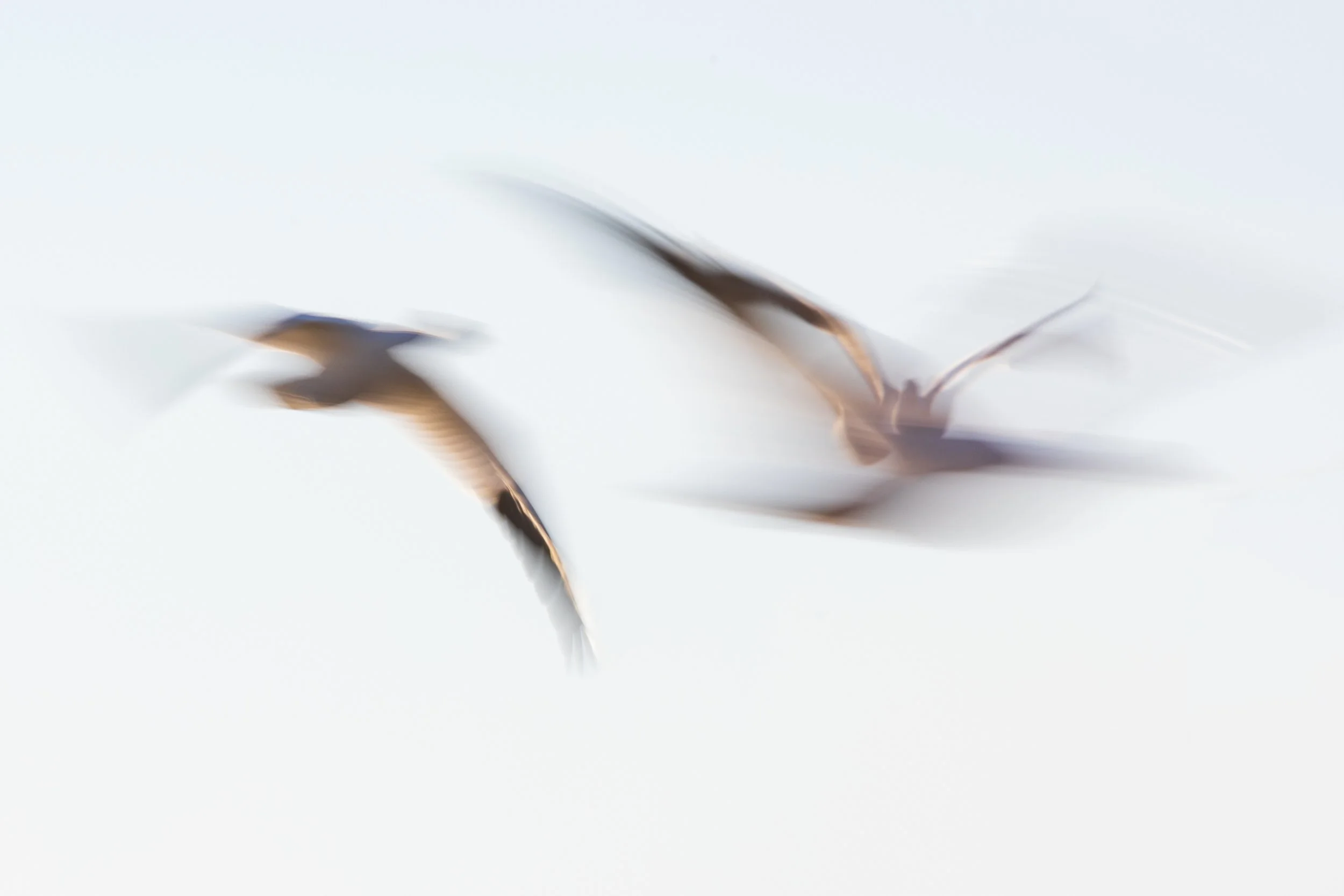  Bosque del Apache, NM 2021 