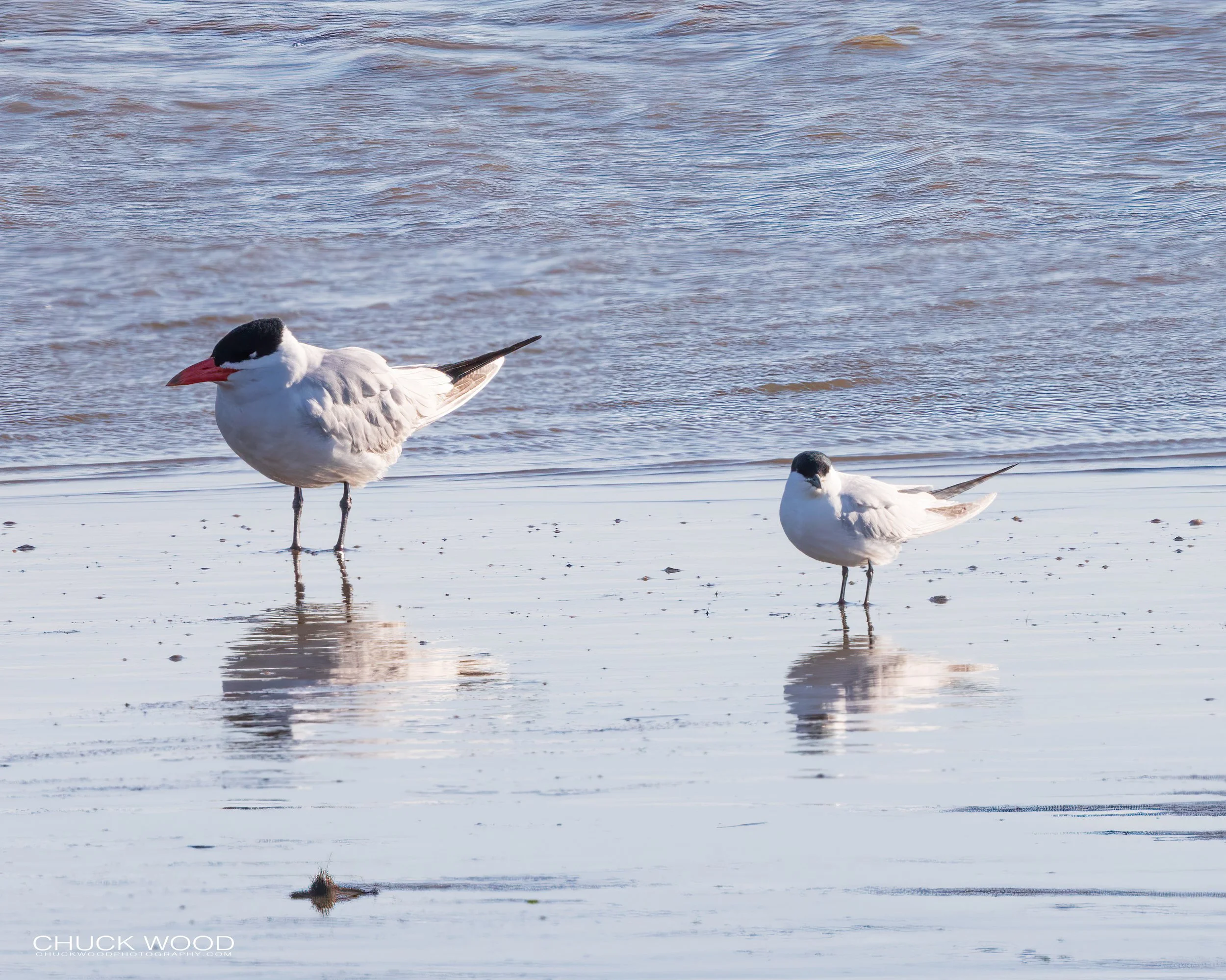  Forsythe NWR, NJ 2020 