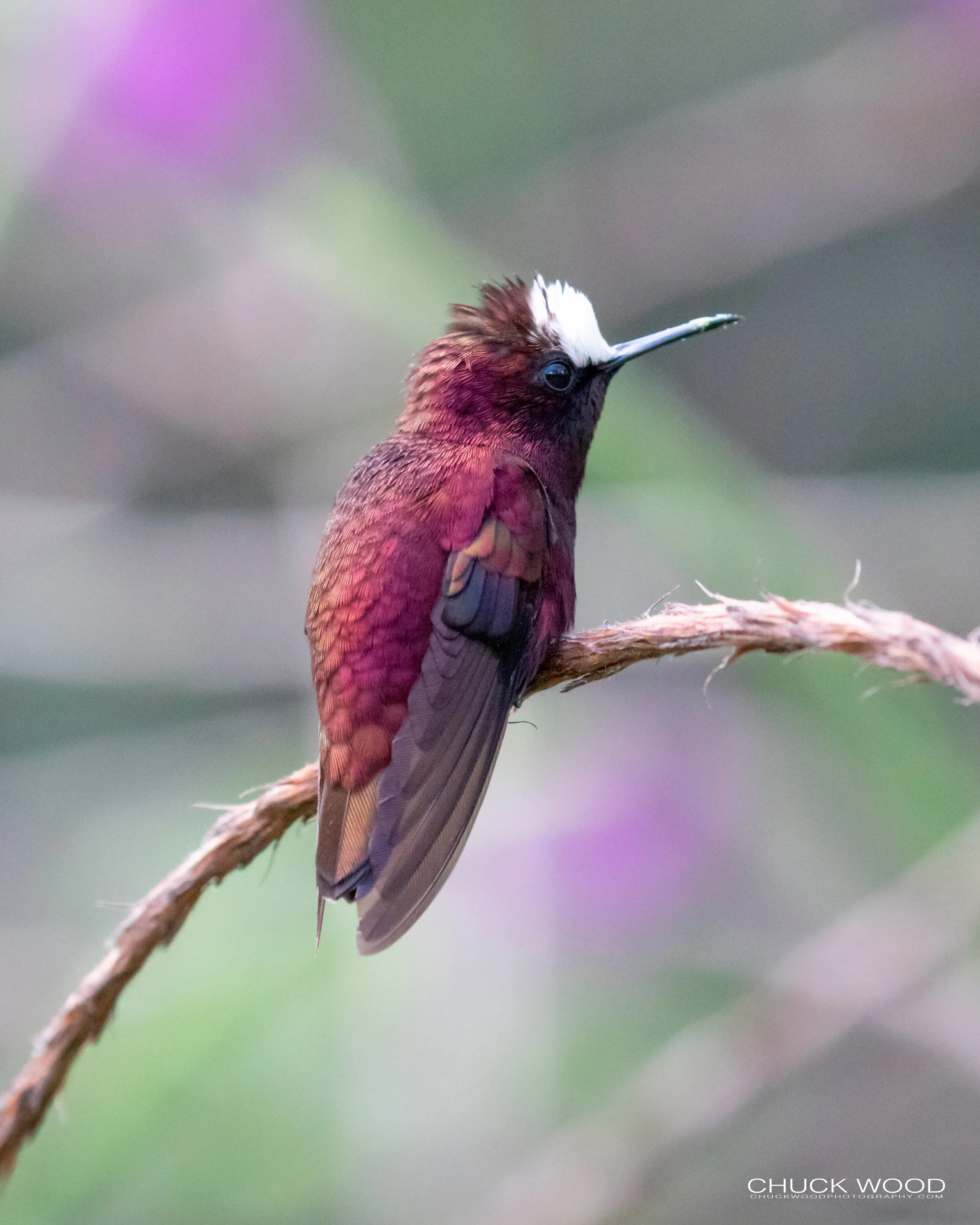  Rancho Naturalista, Costa Rica 2020 