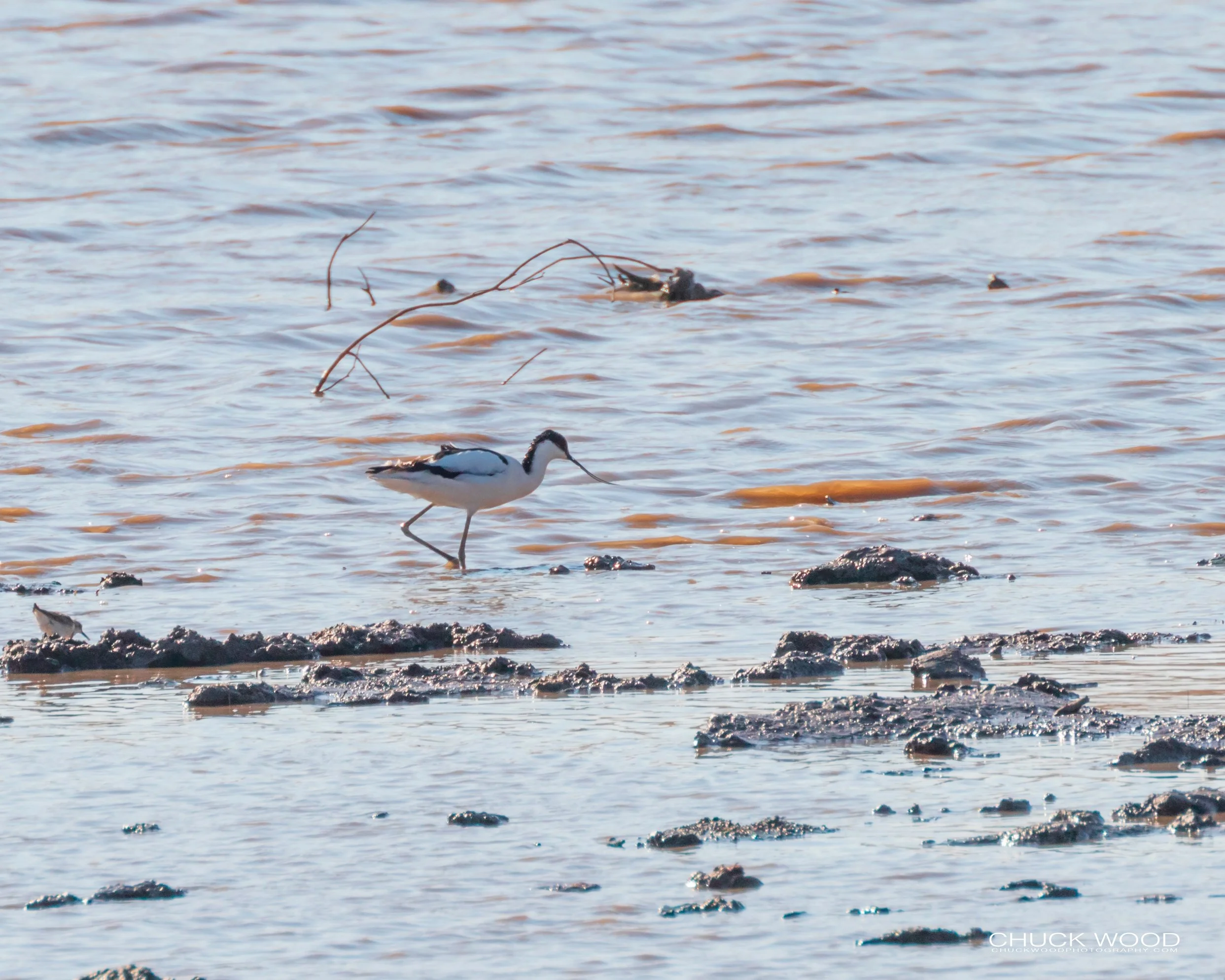  Hwange, Zimbabwe 2019 