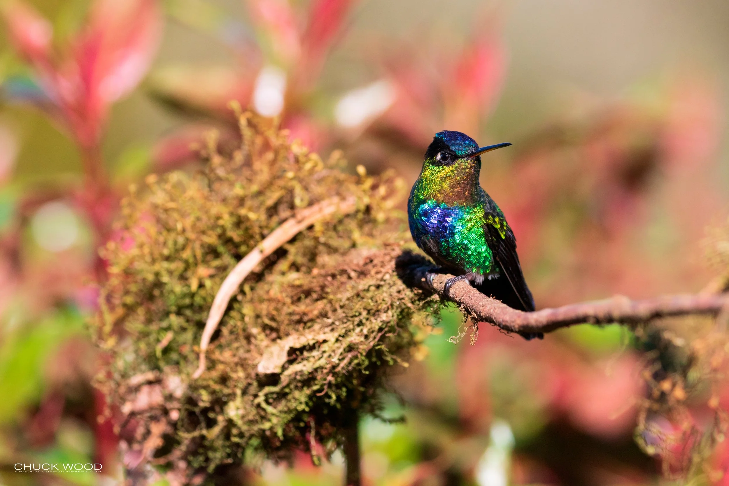  Bosque Del Tolomunco, Costa Rica 2020 