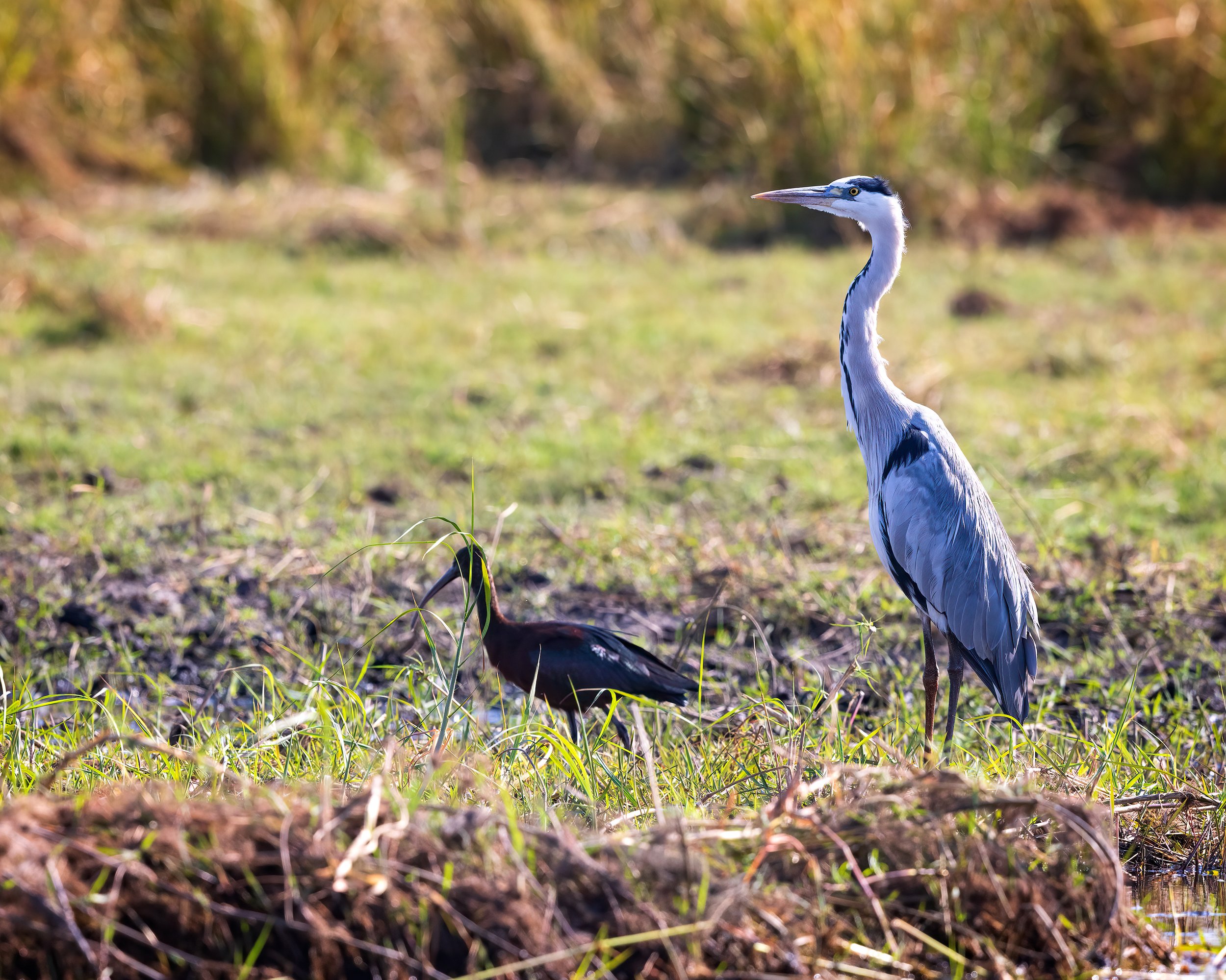  Chobe River, Botswana 2023 