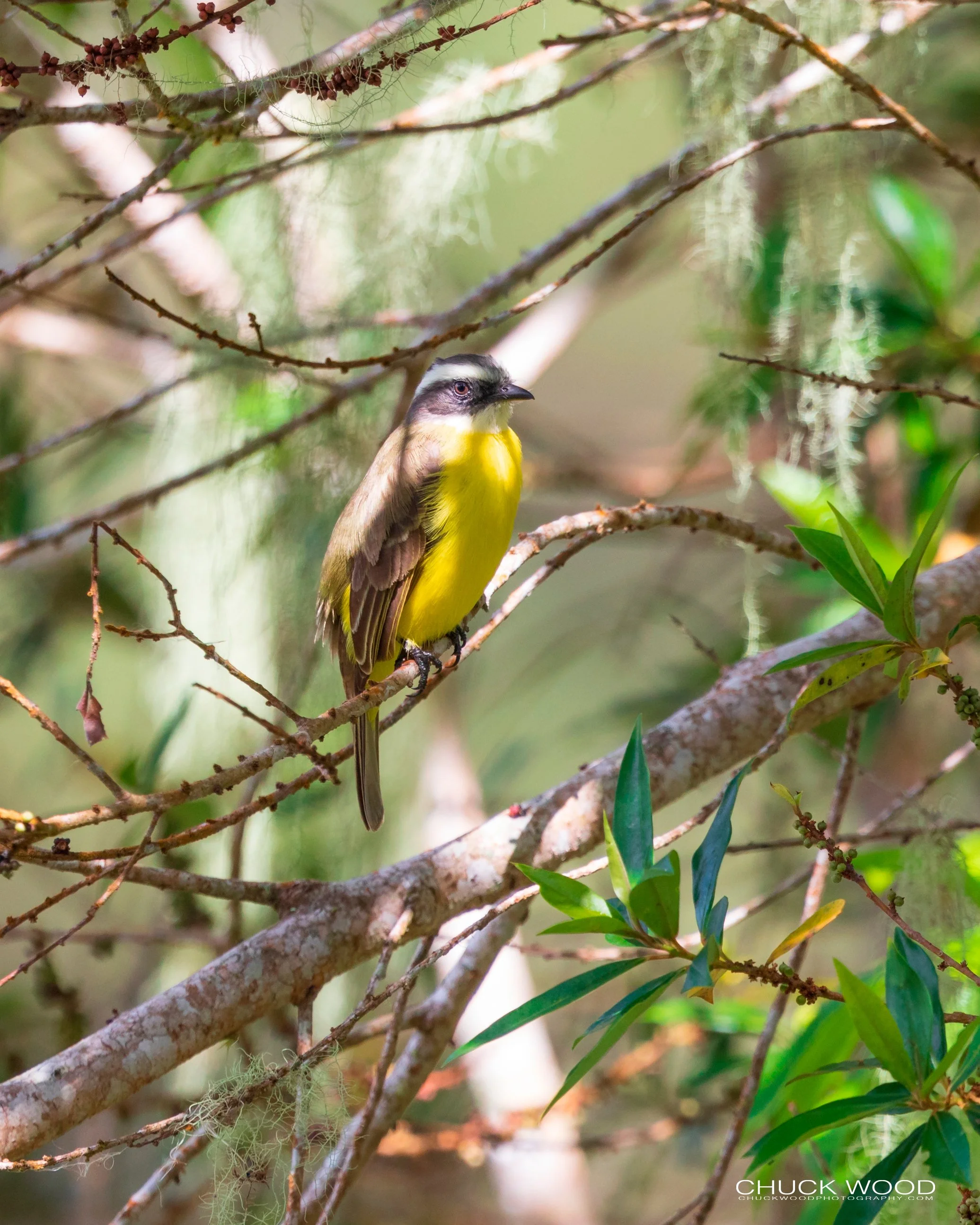  Rancho Naturalista, Costa Rica 2020 I/ 