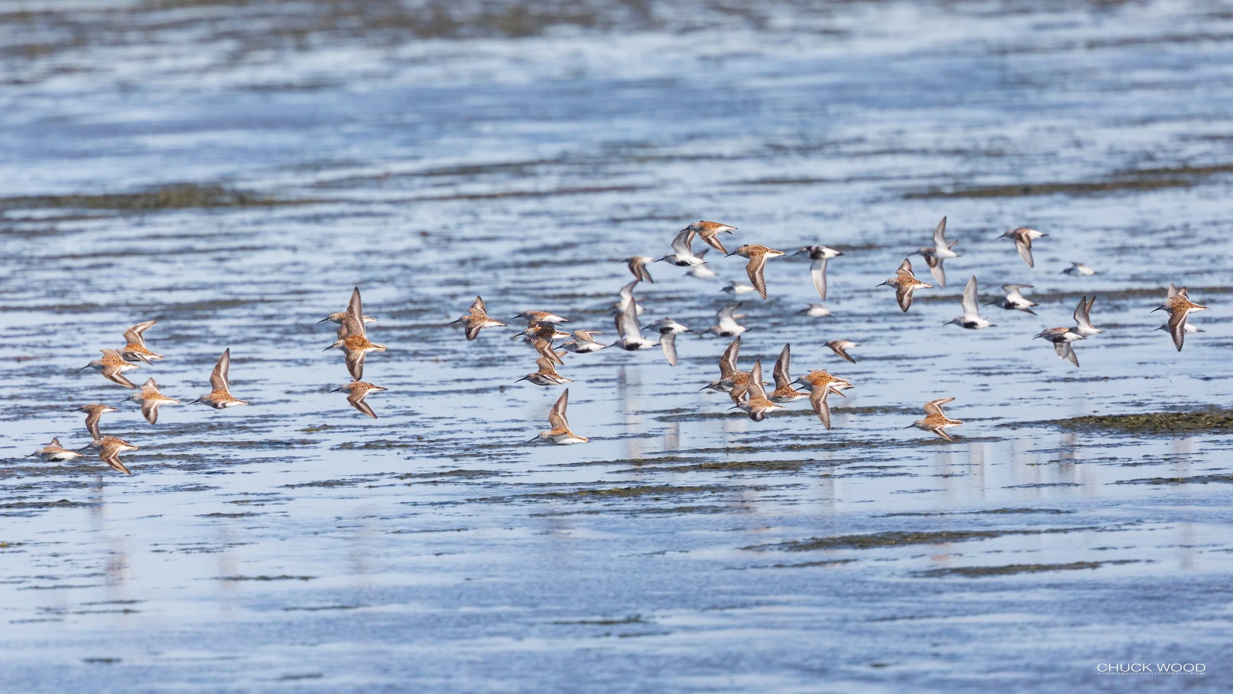  Forsythe NWR, NJ 2020 