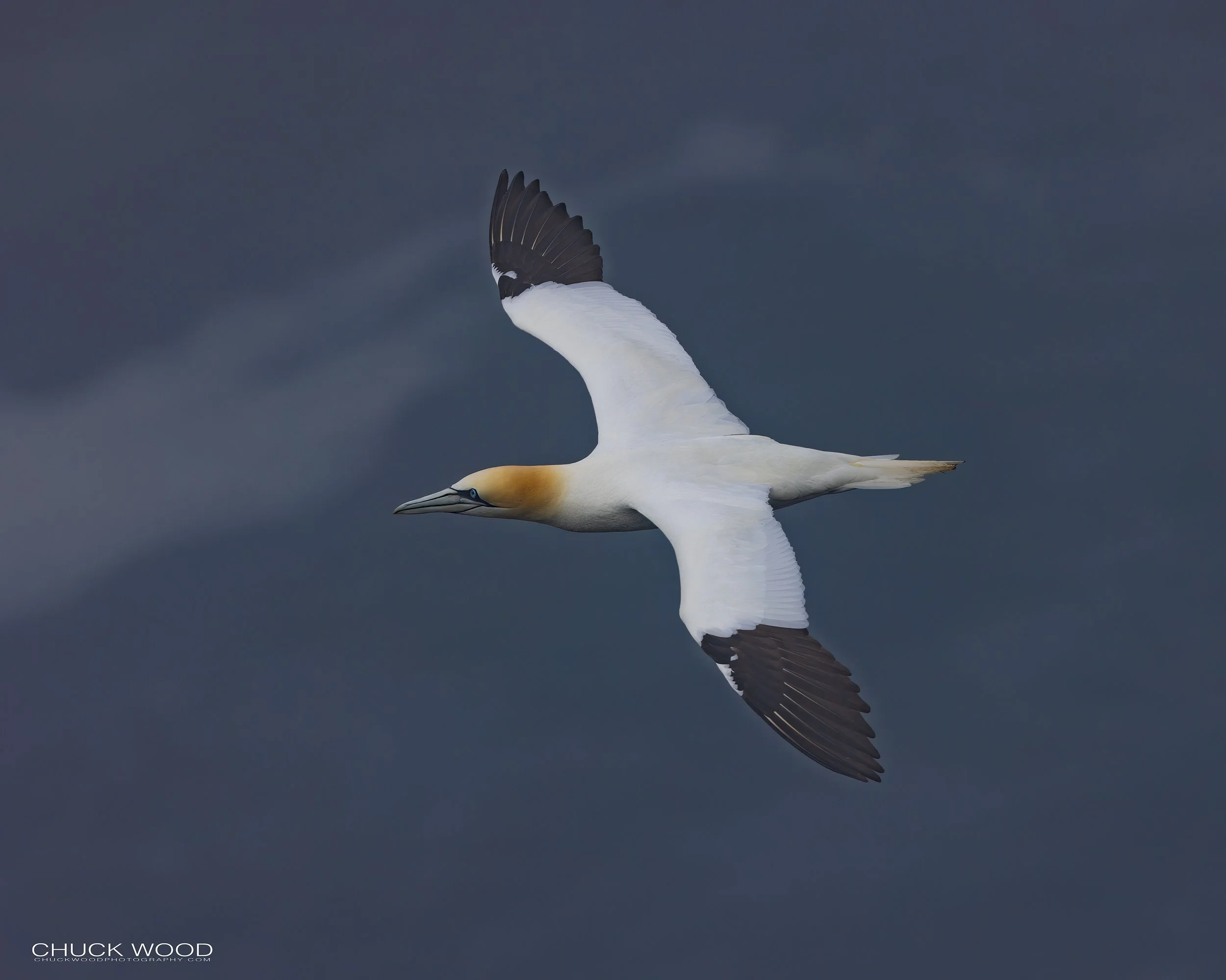  Cape St. Marys, NL 2022 