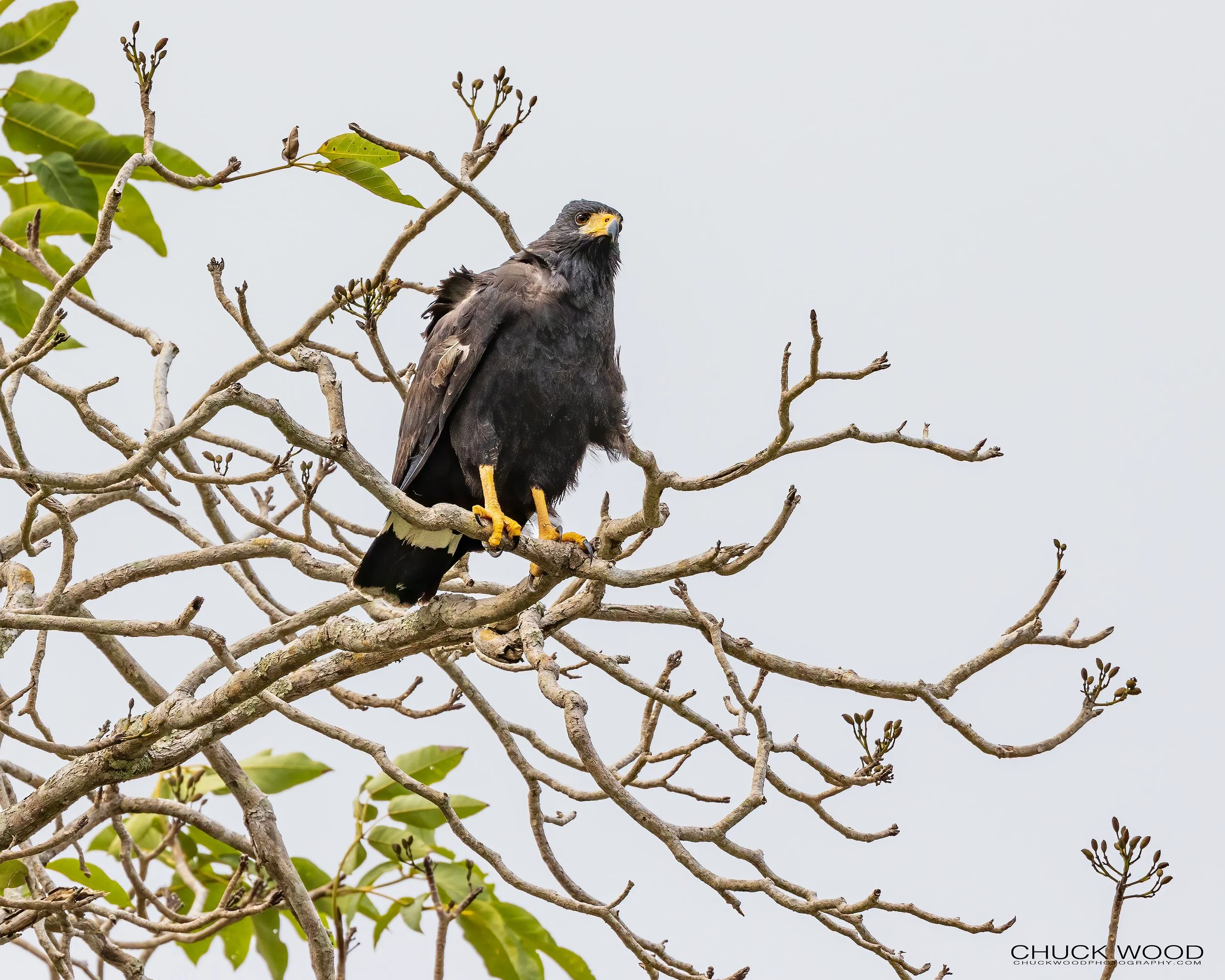  Tarcoles River, Costa Rica 2023 