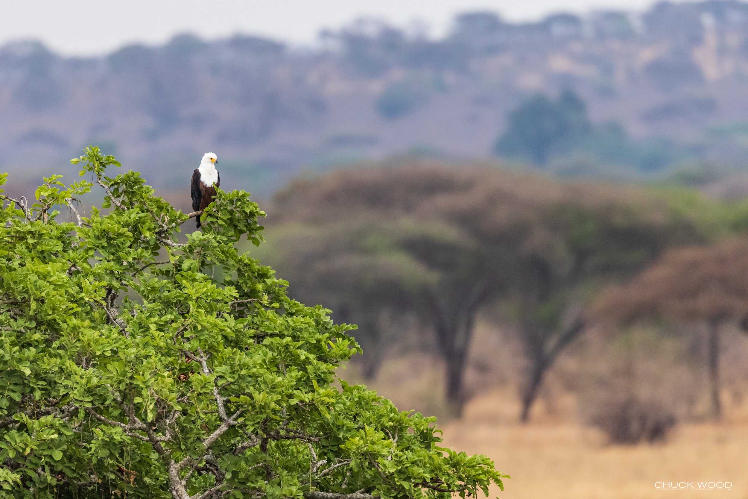  Tarangire, Tanzania 2021 