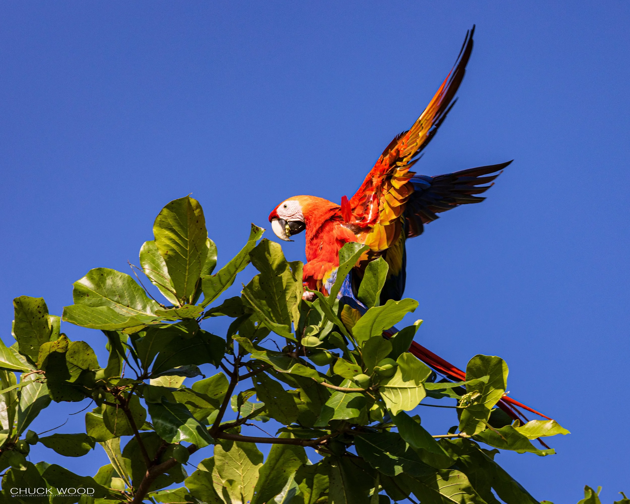  Osa Peninsula, Costa Rica 2022 