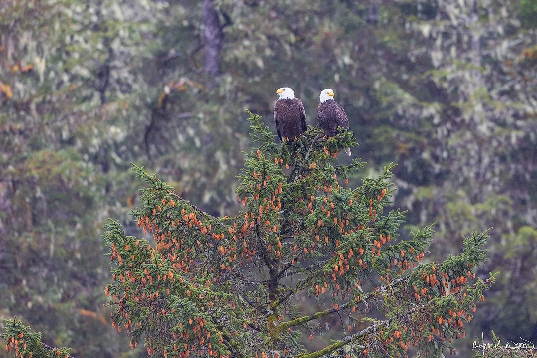  Sitka, AK 2024 